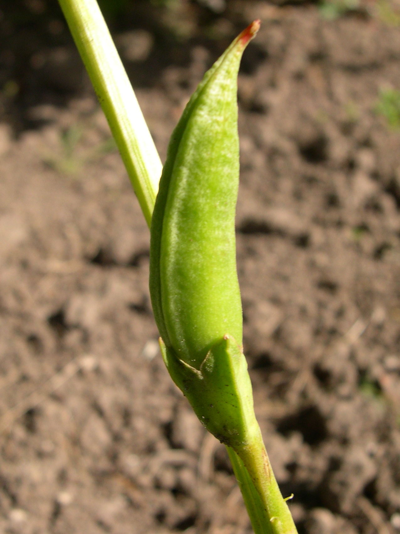 incarvillea_delavayi3md