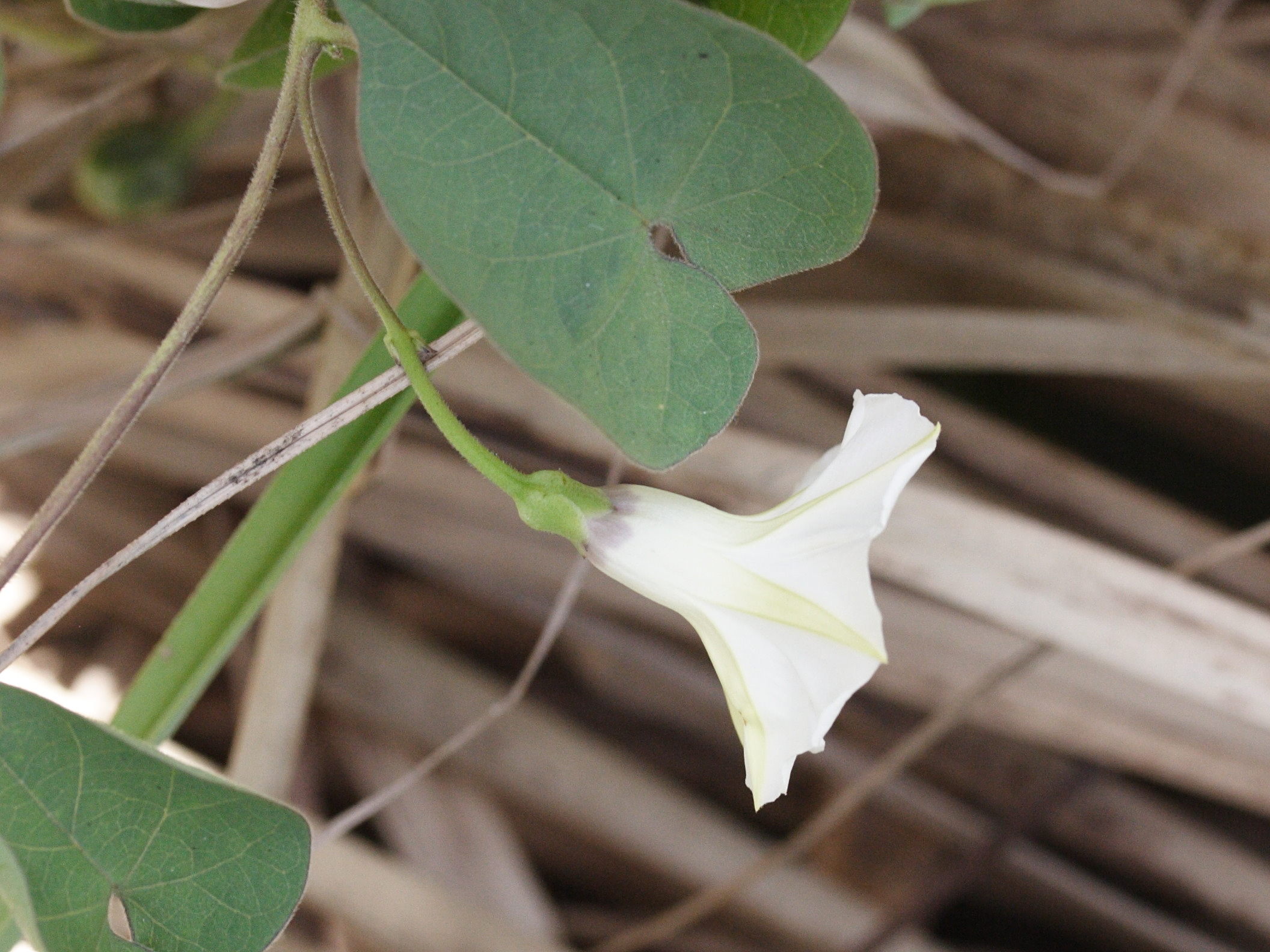 Afficher le média ipomoea_batatas5md ipomoea_batatas5md