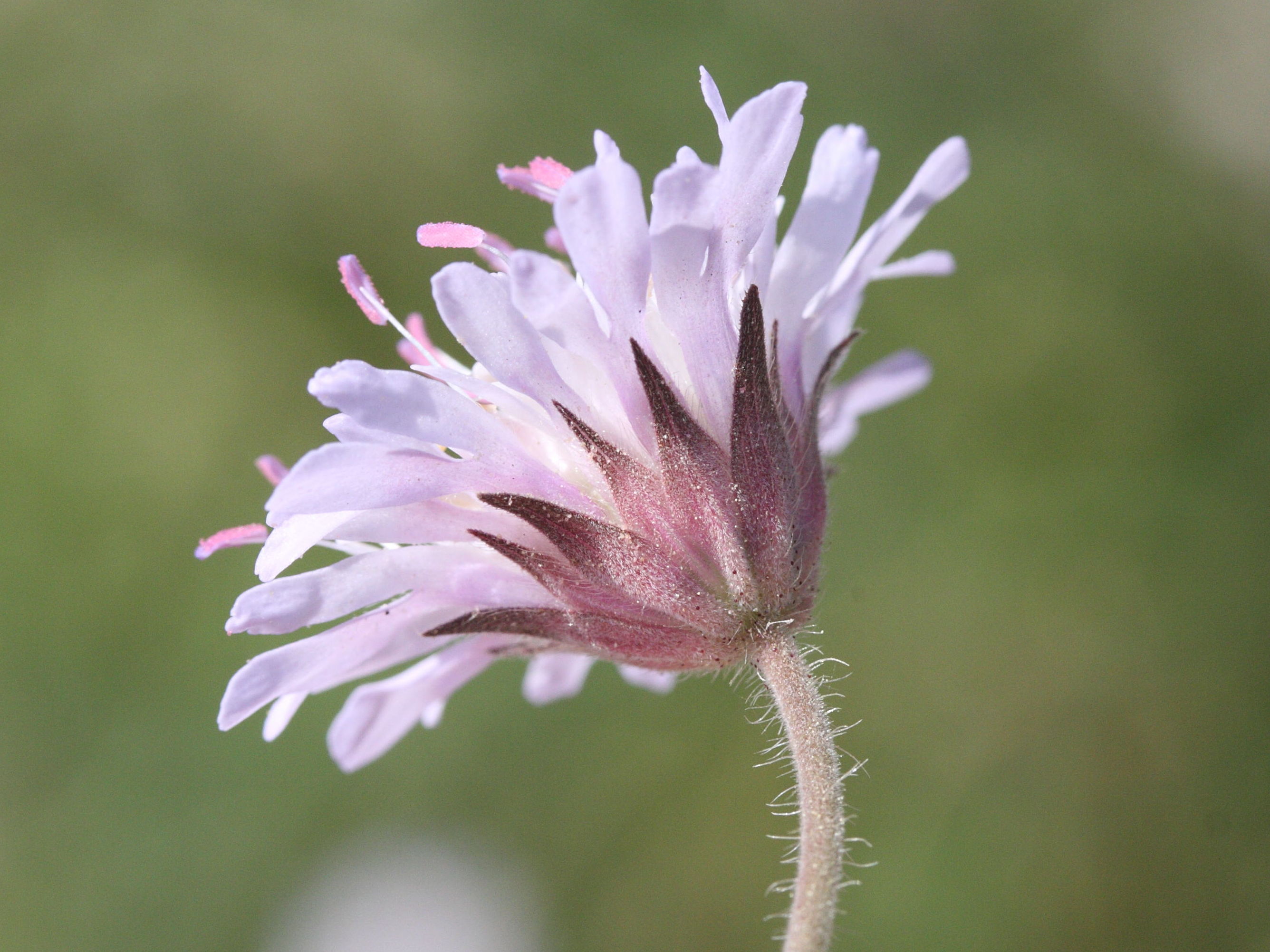 knautia_integrifolia3md