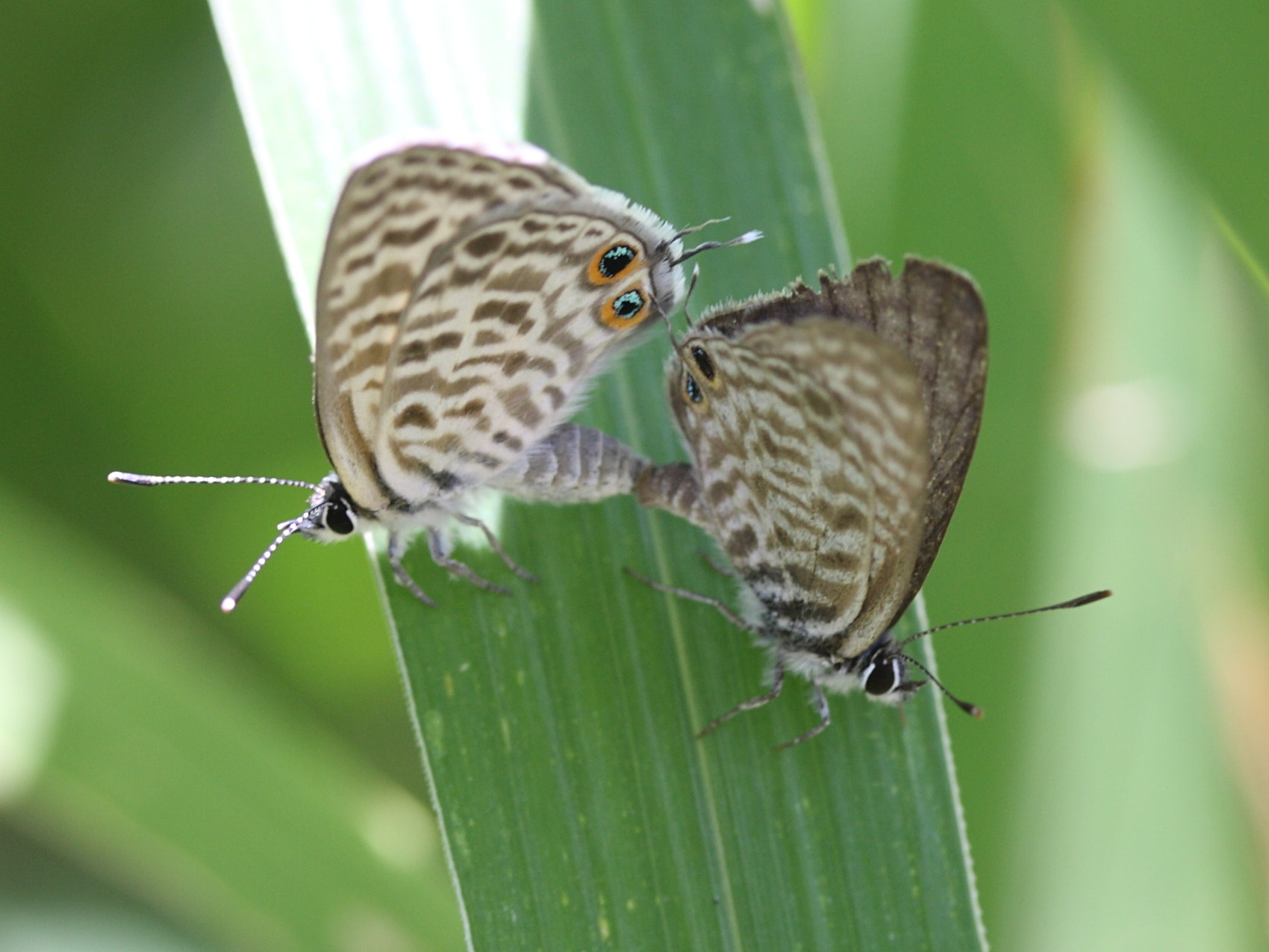 leptotes_pirithous5md