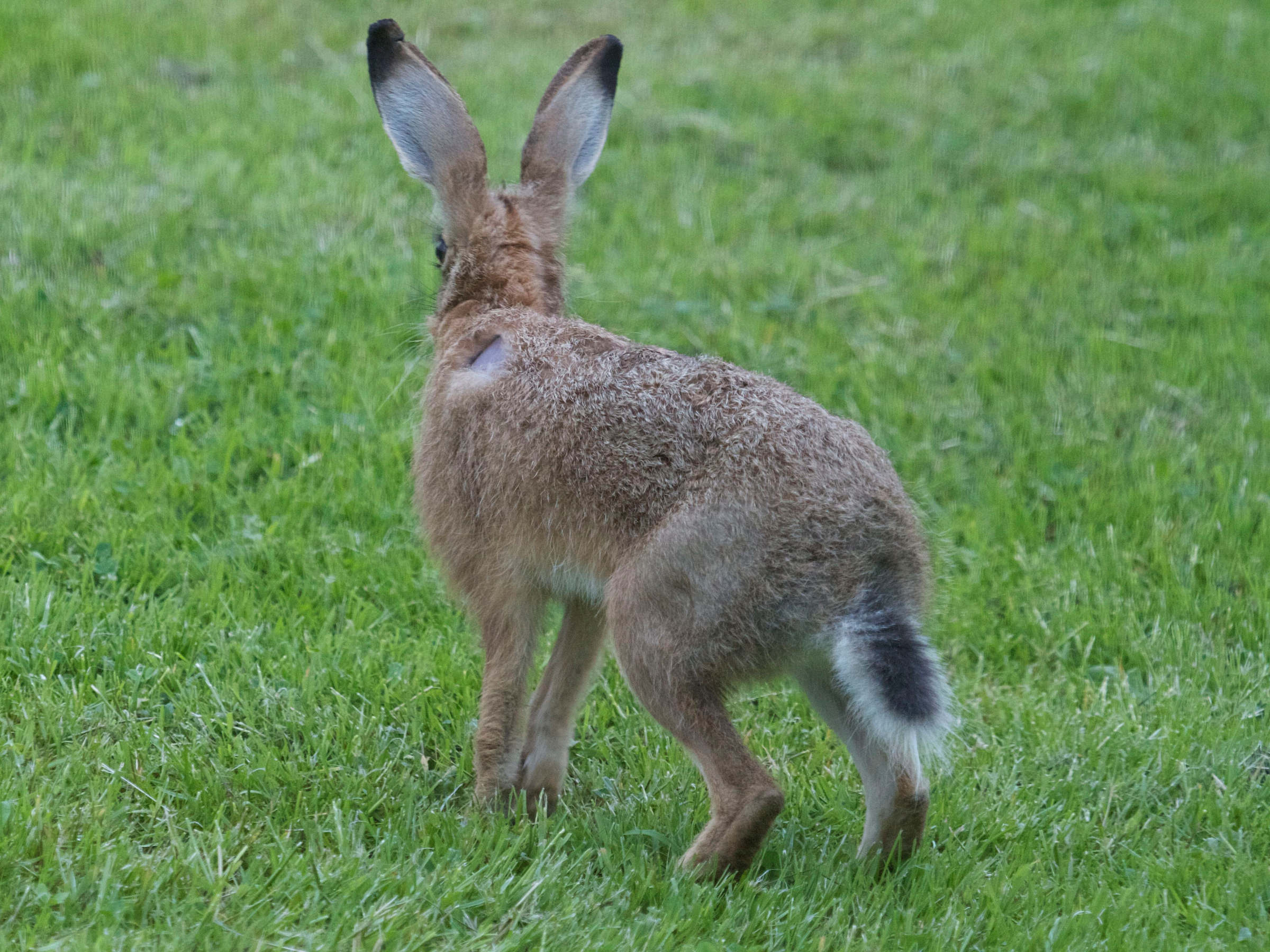 lepus_europaeus4bd
