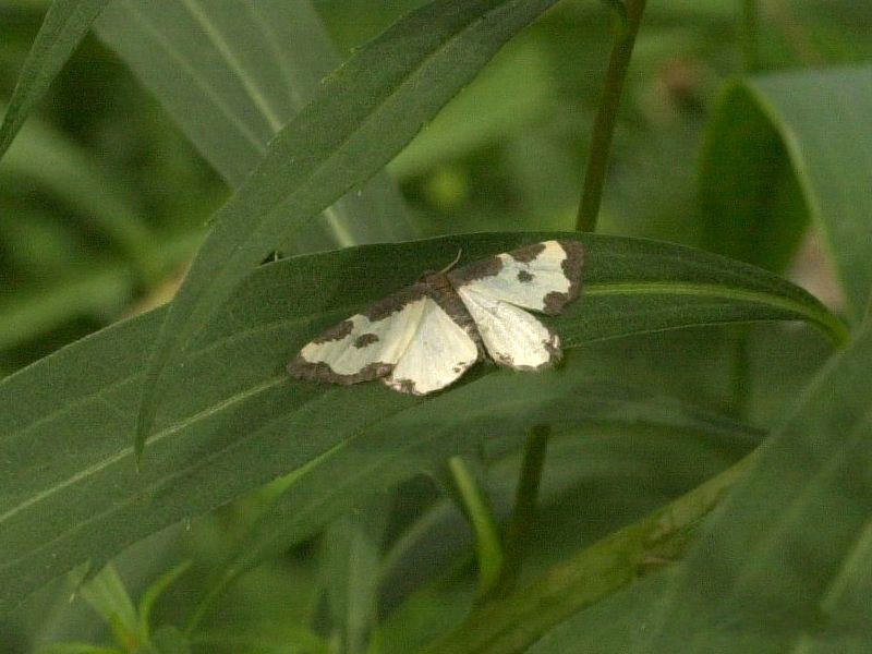 lomaspilis_marginata2md