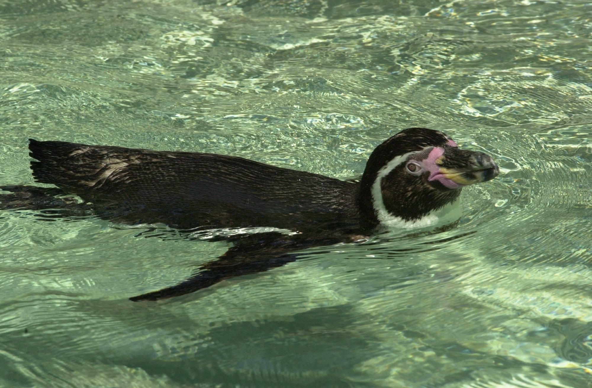 Afficher le média manchot_de_humboldt_-_spheniscus_humboldti3md manchot_de_humboldt_-_spheniscus_humboldti3md