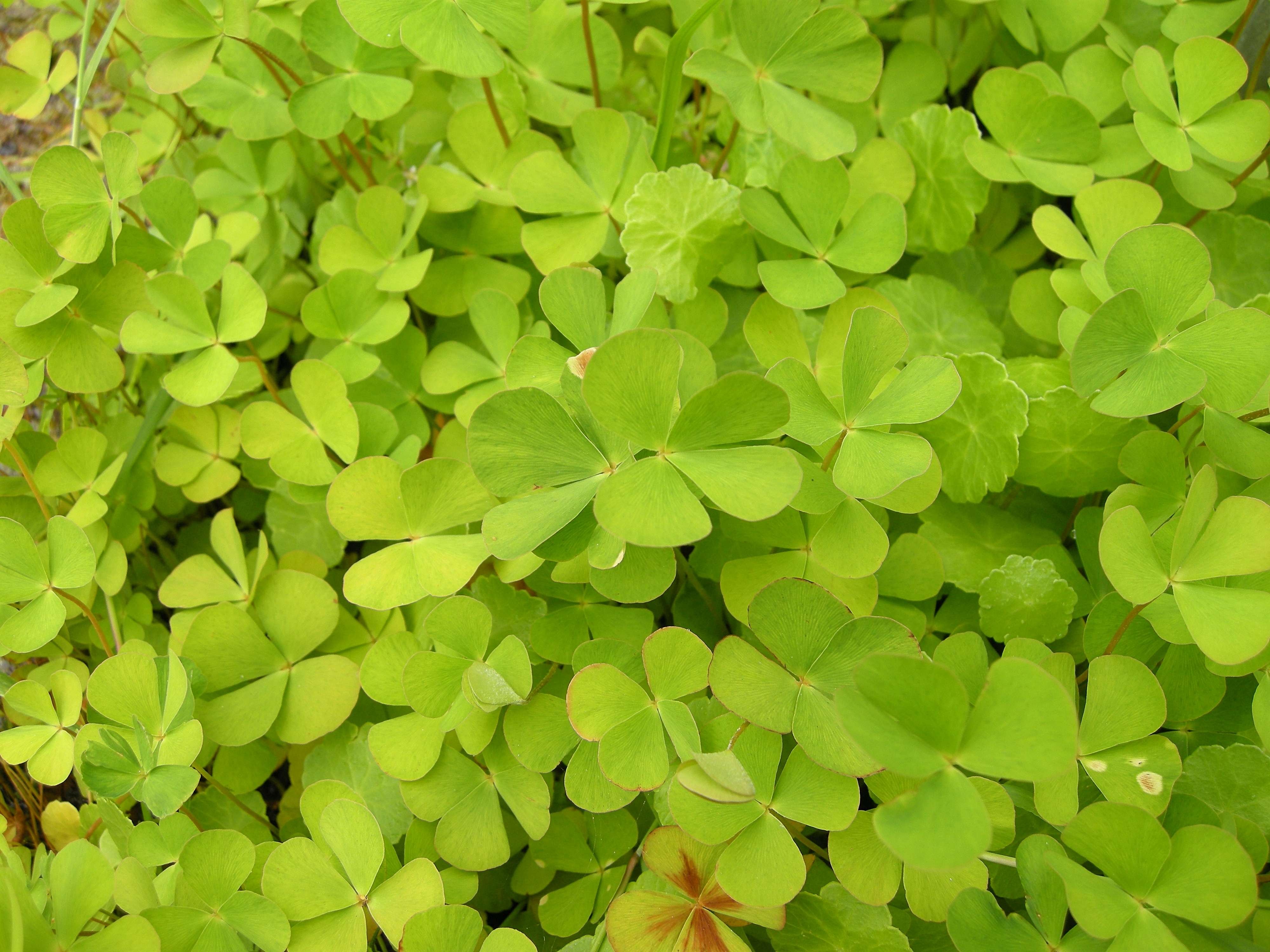marsilea_quadrifolia3bd