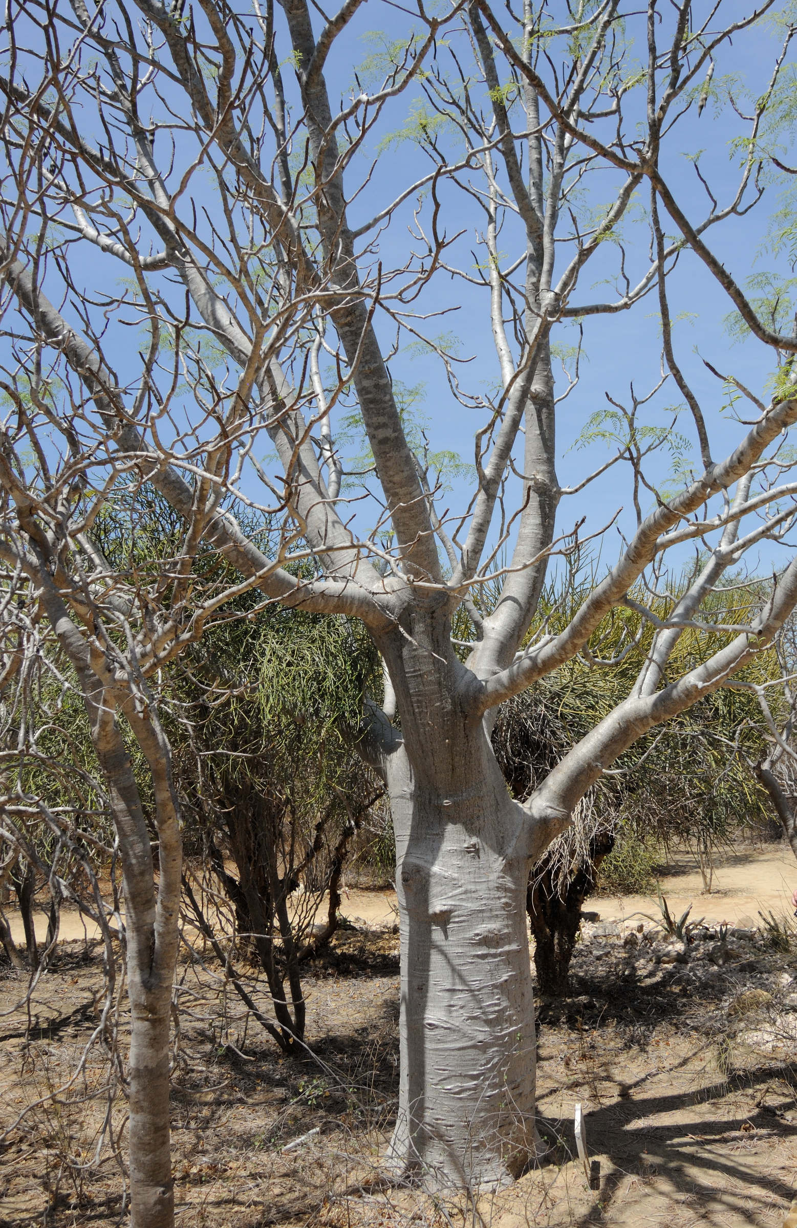 Afficher le média moringa_drouhardii1md moringa_drouhardii1md