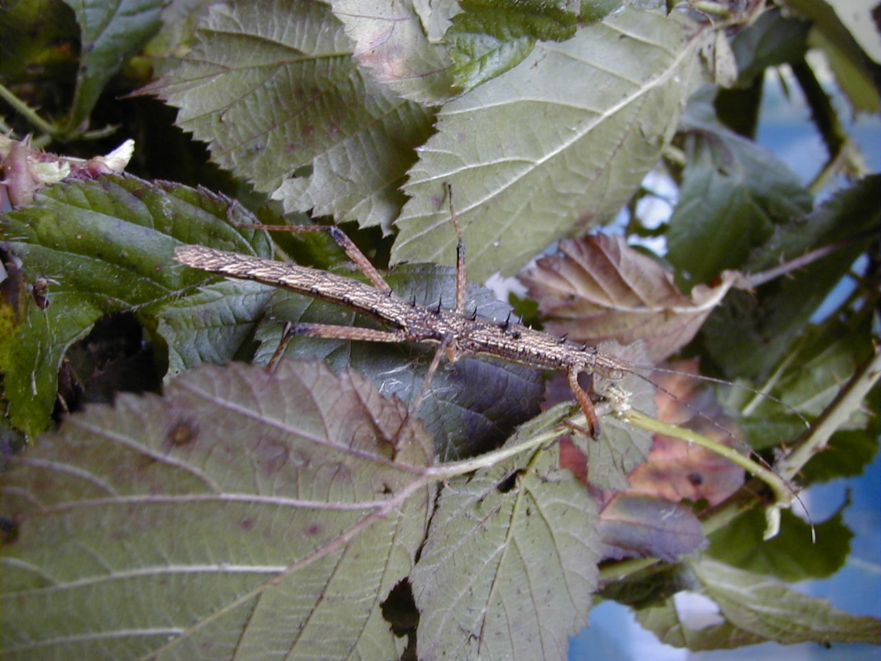 Afficher le média neohirasea_maerens1md neohirasea_maerens1md