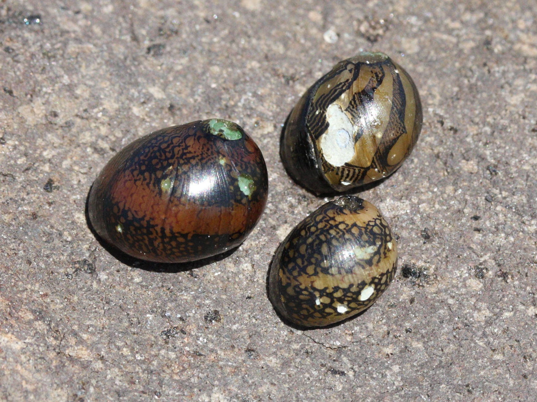 neritina_virginea2md