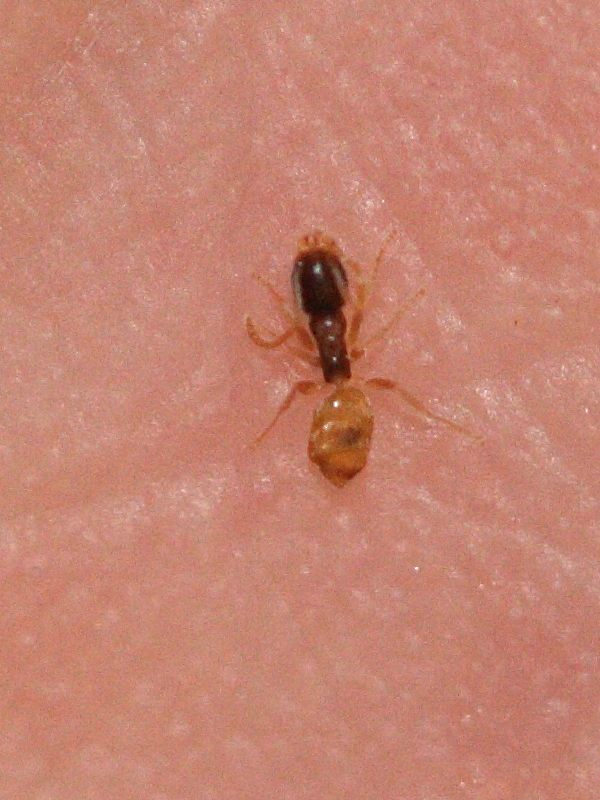 Afficher le média nylanderia_pubens nylanderia_pubens