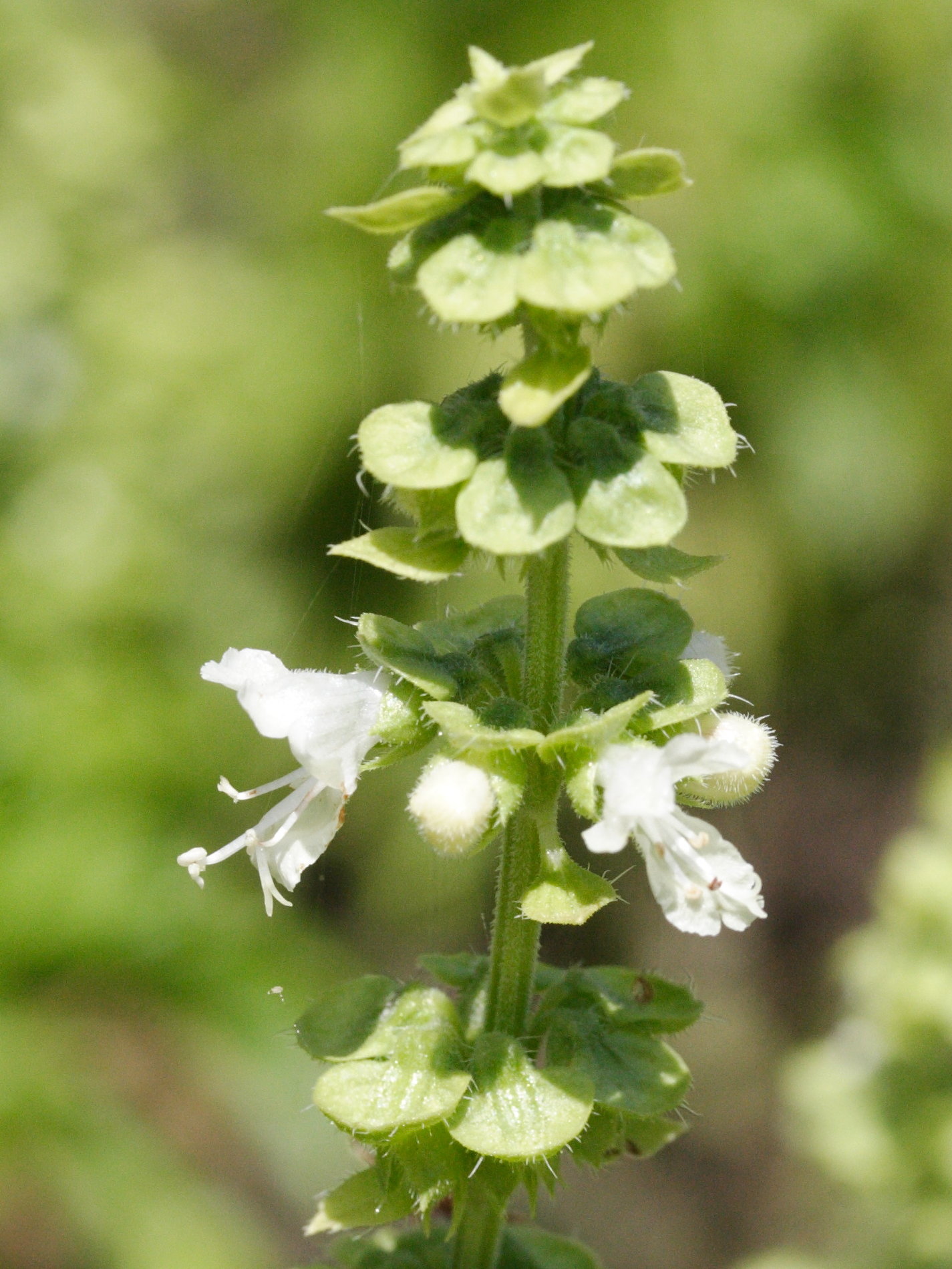 Afficher le média ocimum_basilicum3md ocimum_basilicum3md