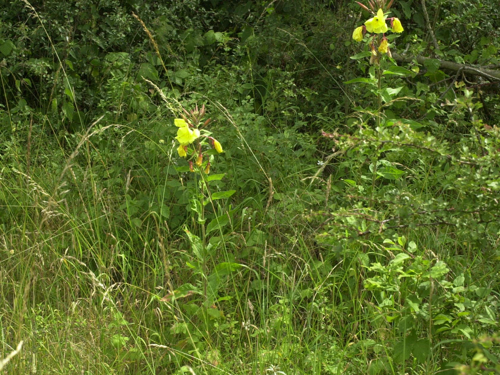 Oenothera_glazioviana f. rubricalyx