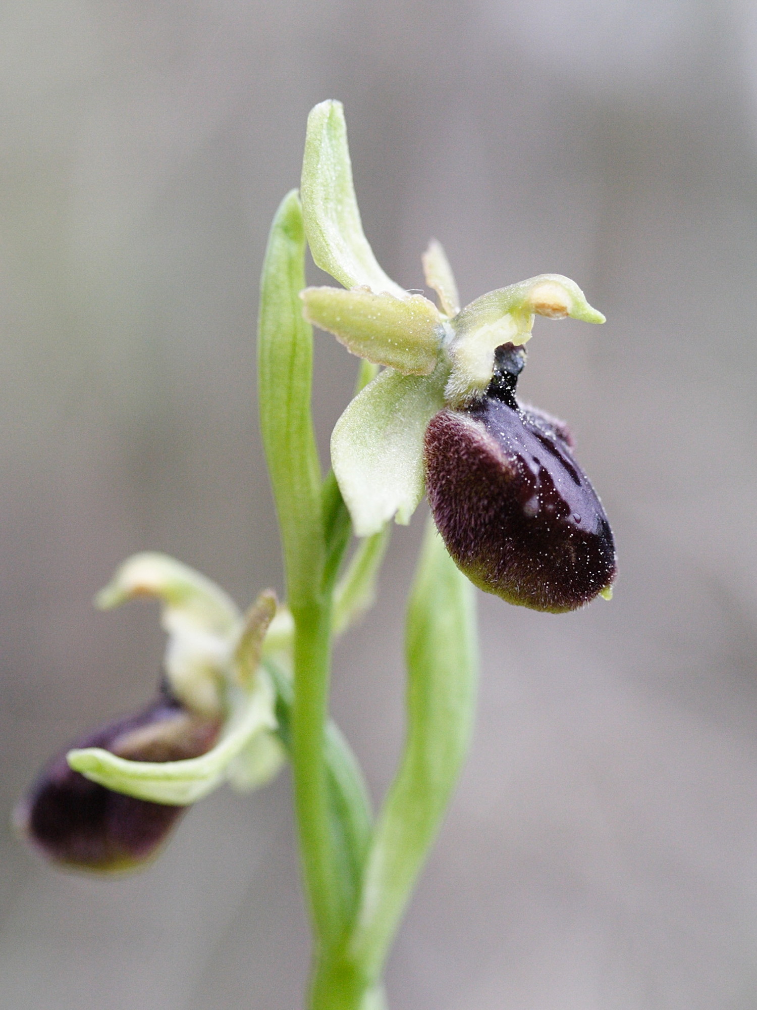 Afficher le média ophrys_arachnitiformis4md ophrys_arachnitiformis4md