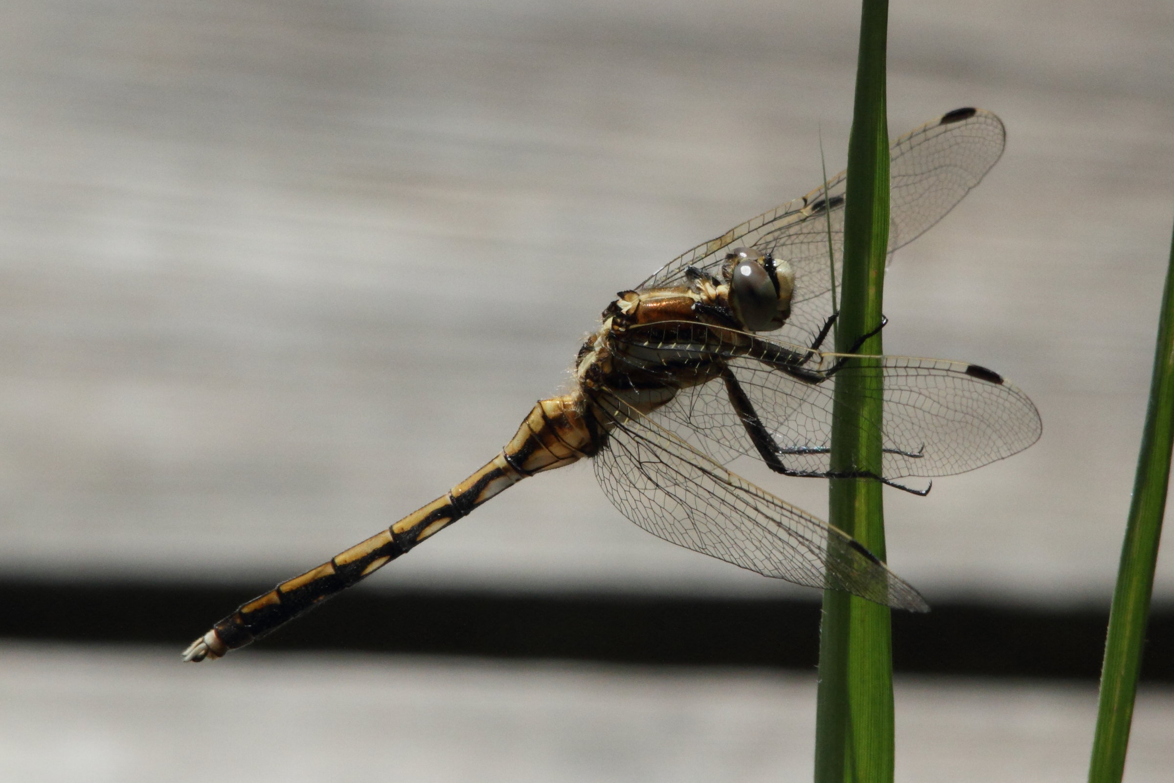 orthetrum_albistylum6md