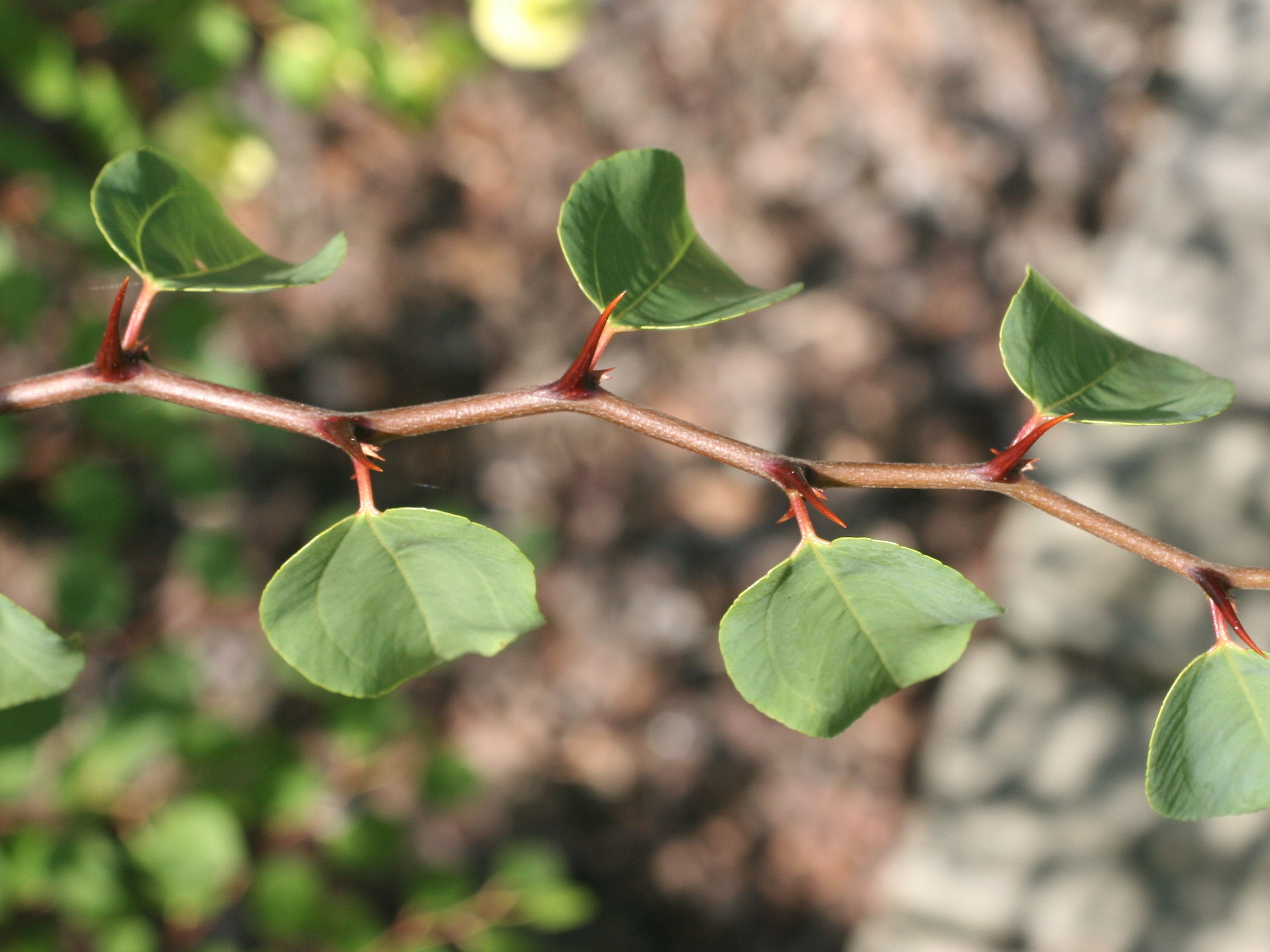 Afficher le média paliurus_spina-christi6md paliurus_spina-christi6md