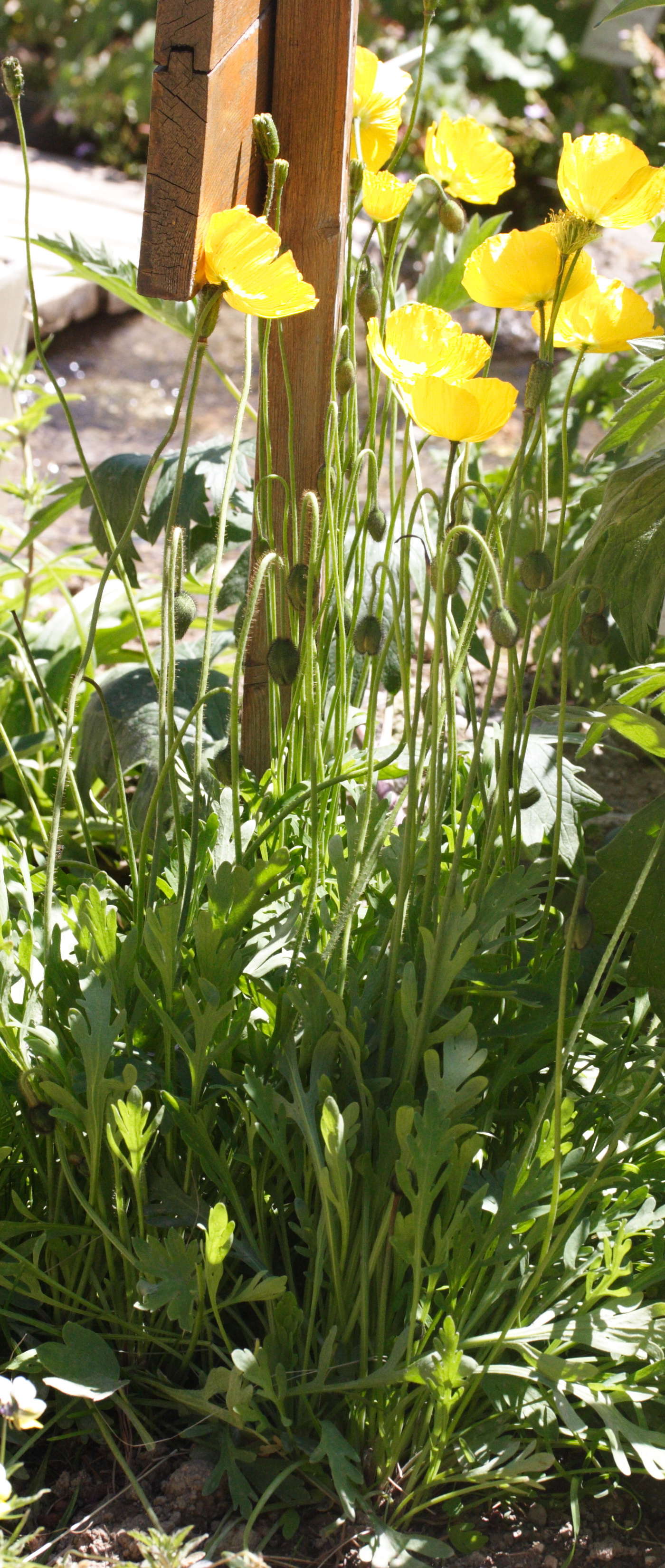 Afficher le média papaver_alpinum_alpinum1md papaver_alpinum_alpinum1md