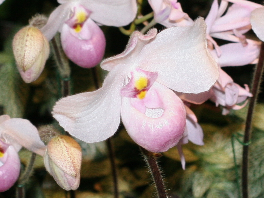 Afficher le média Paphiopedilum_delanatii Paphiopedilum_delanatii