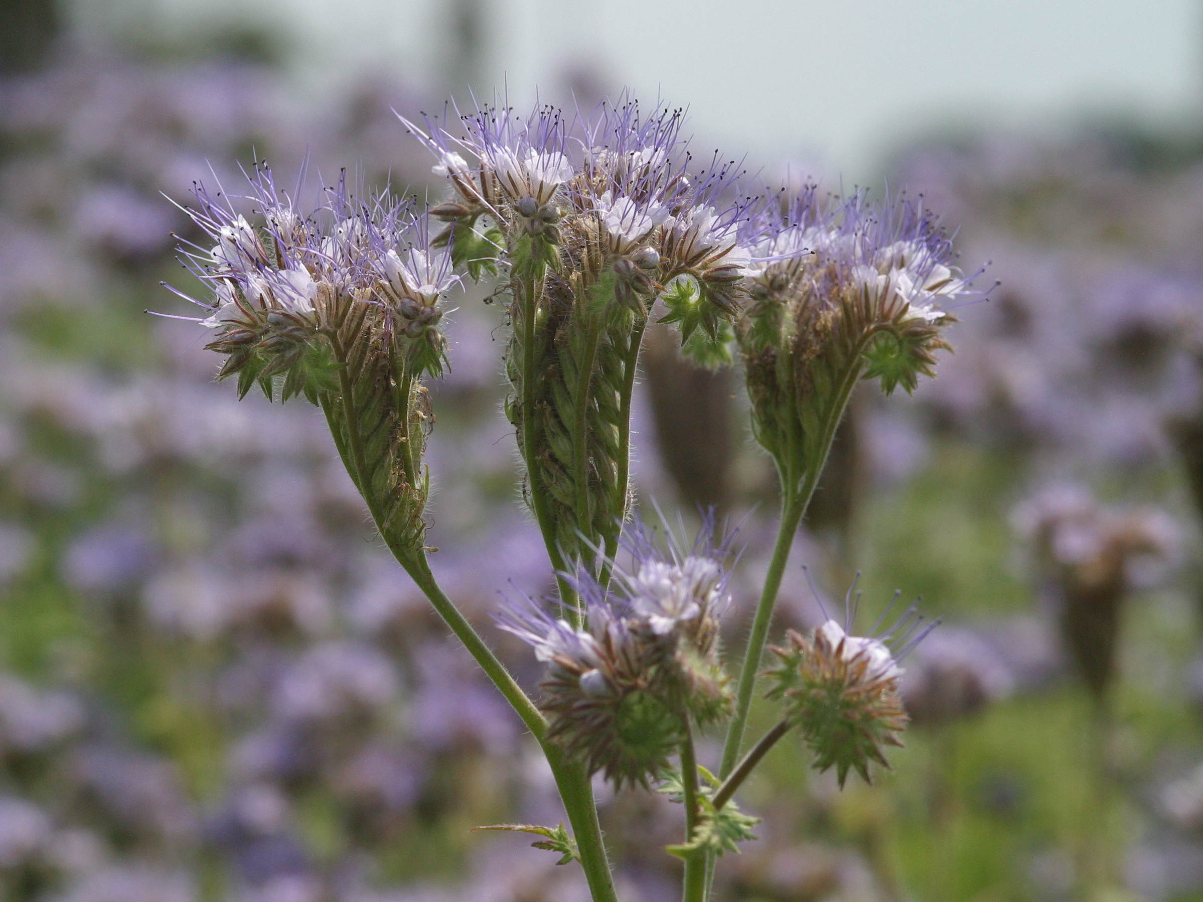 Afficher le média phacelia_tanacetifolia3bd phacelia_tanacetifolia3bd
