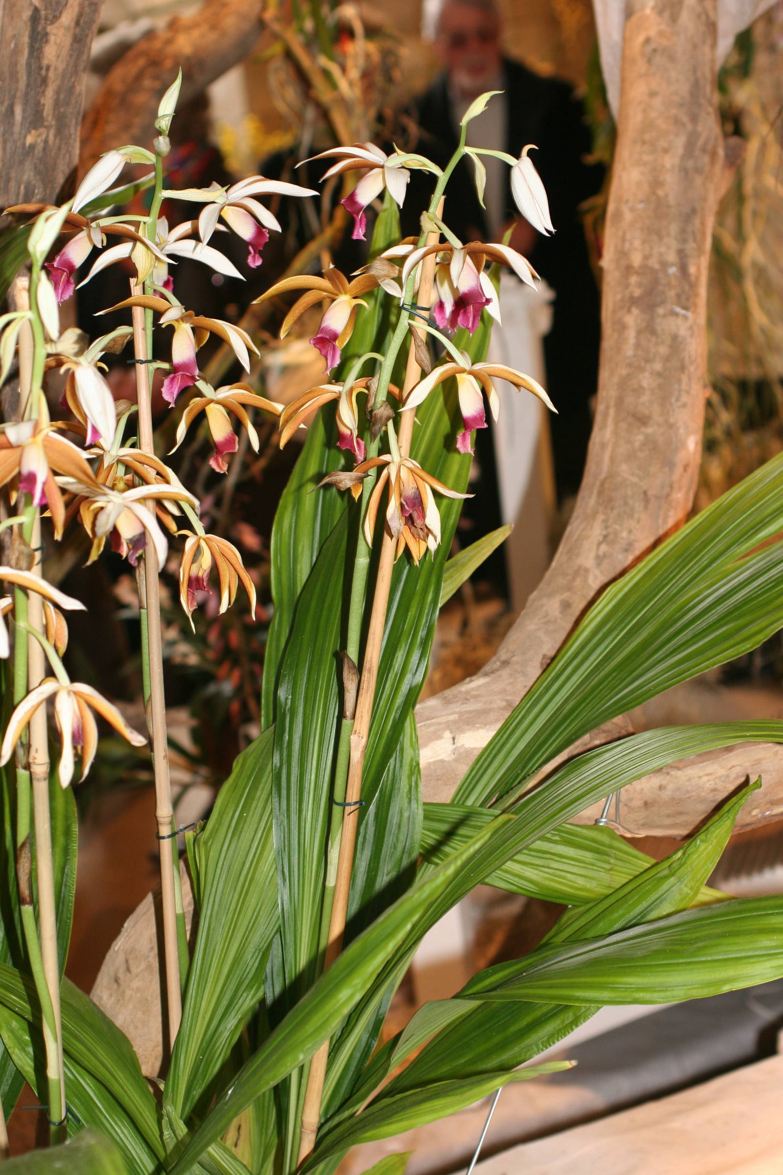phaius_tankervilleae2md