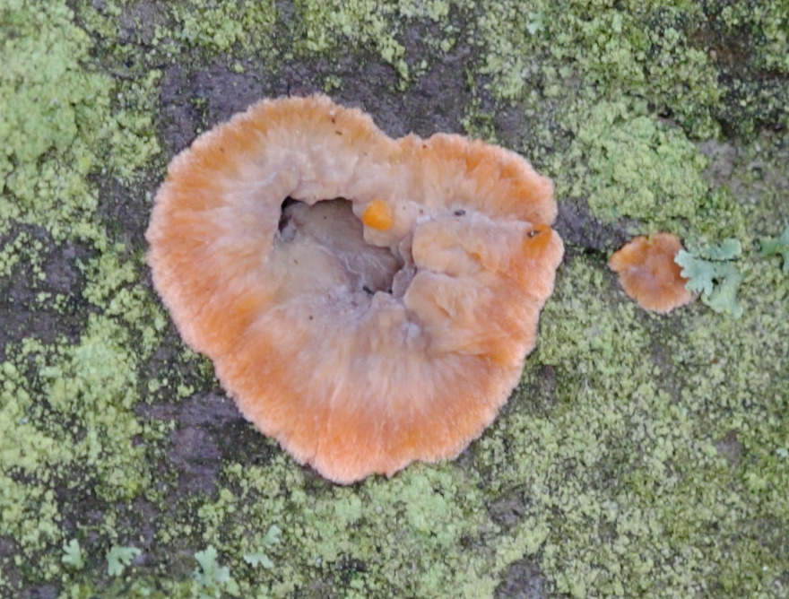 Afficher le média phlebia_merismoides2md phlebia_merismoides2md