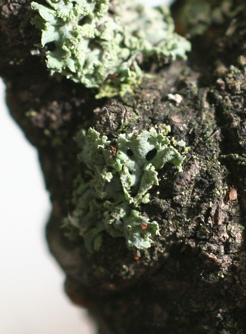 physcia_tenella2md