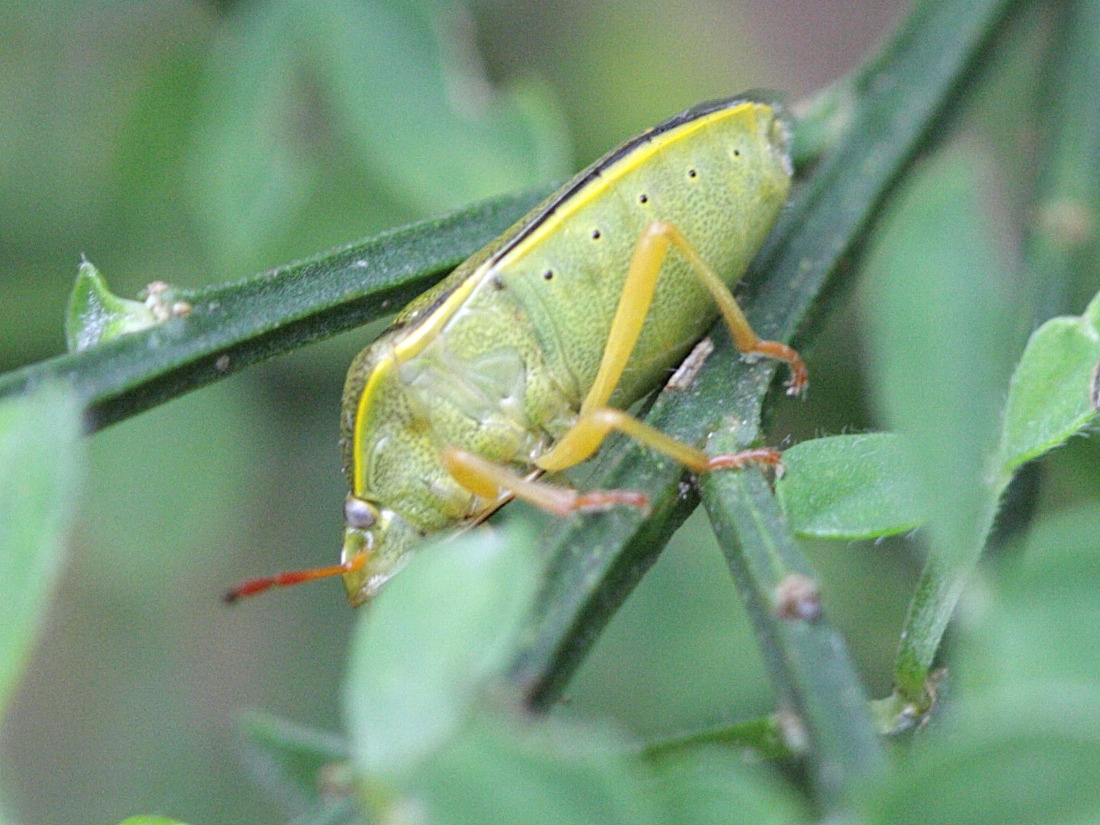 piezodorus_lituratus2bd