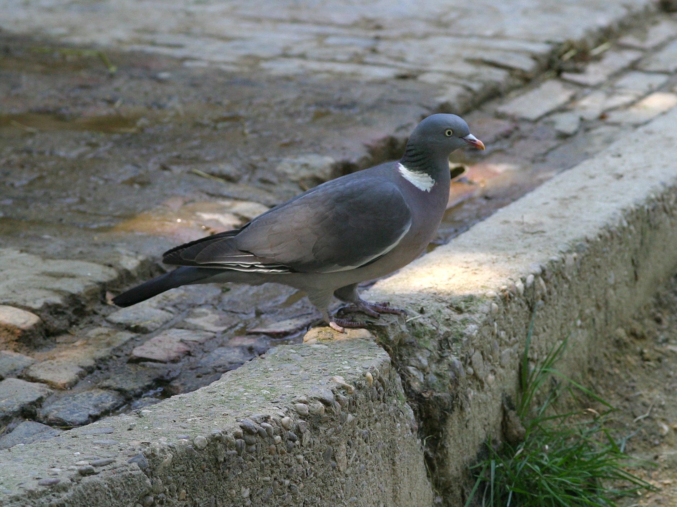 pigeon_ramier_-_columba_palumbus3bd