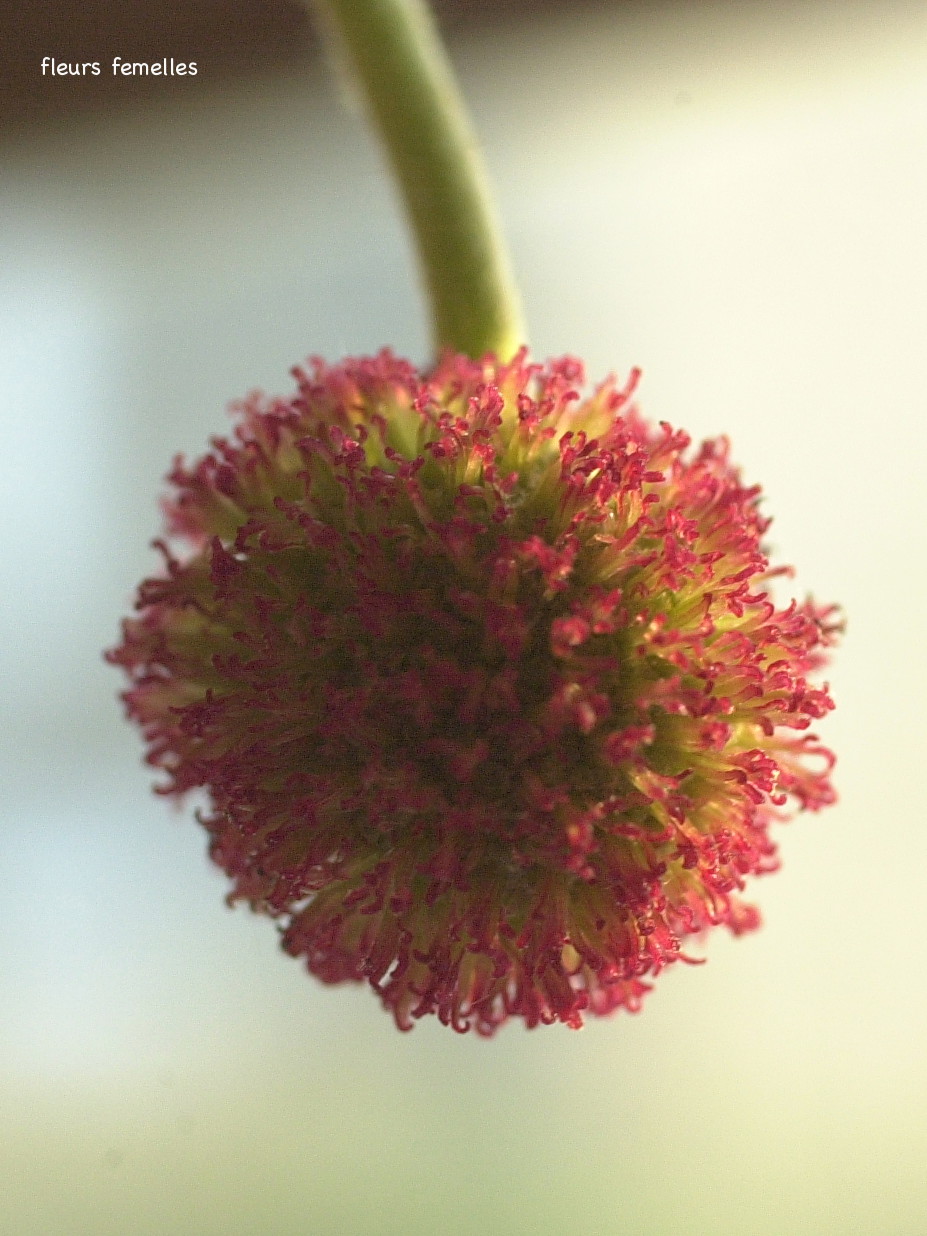 platanus_x_hispanica7md