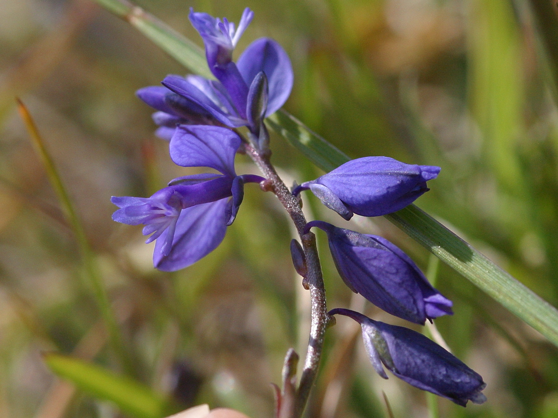Polygala_vulgaris