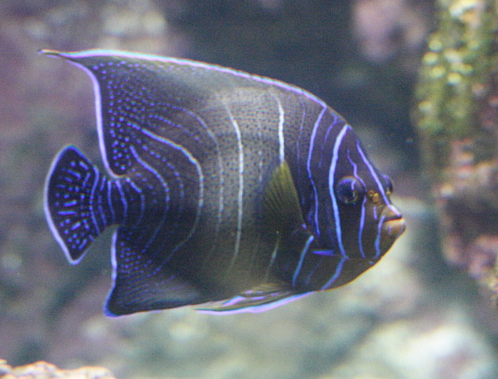 Afficher le média pomacanthus_imperator2md pomacanthus_imperator2md