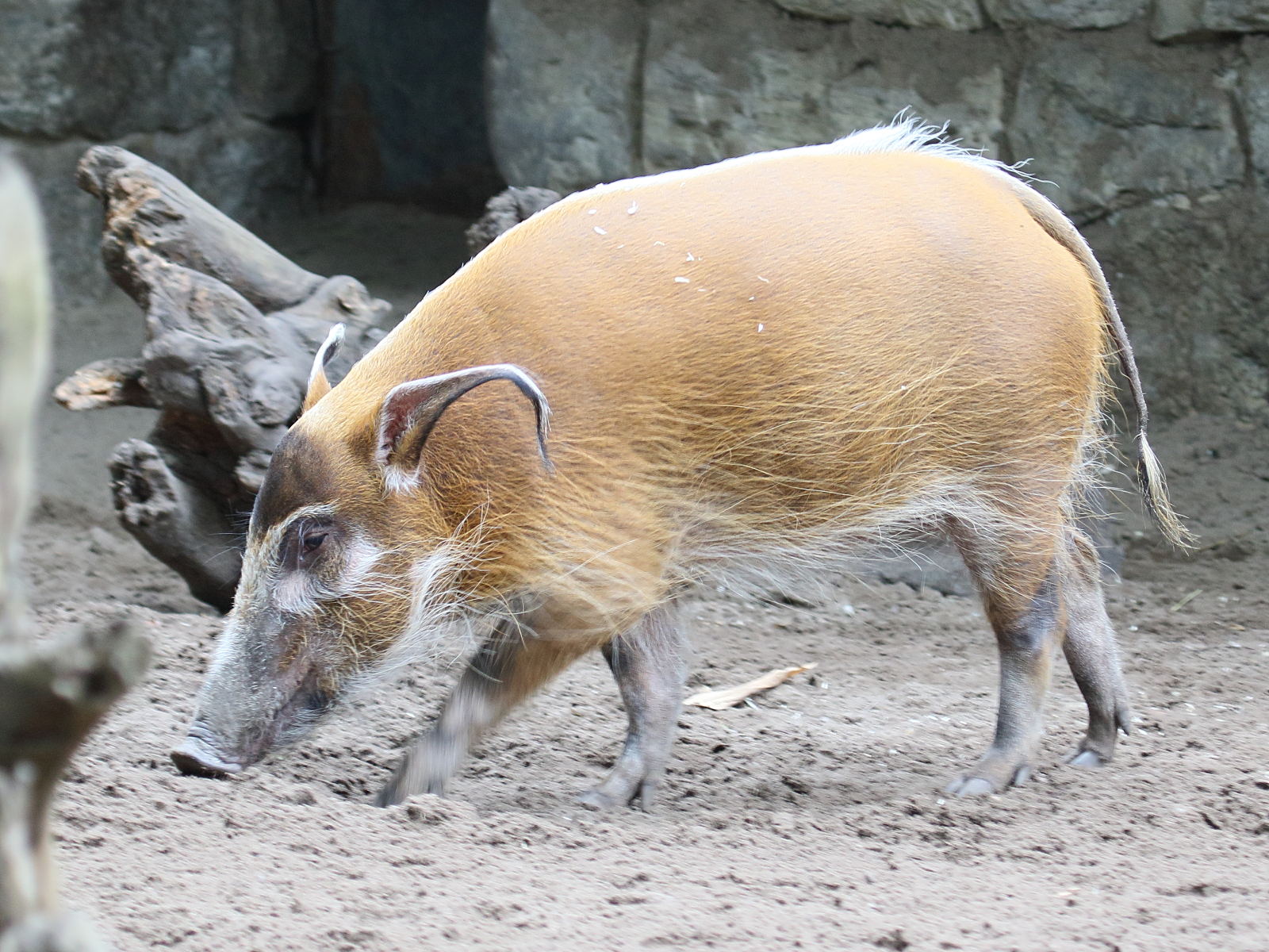 potamochoerus_porcus1bd