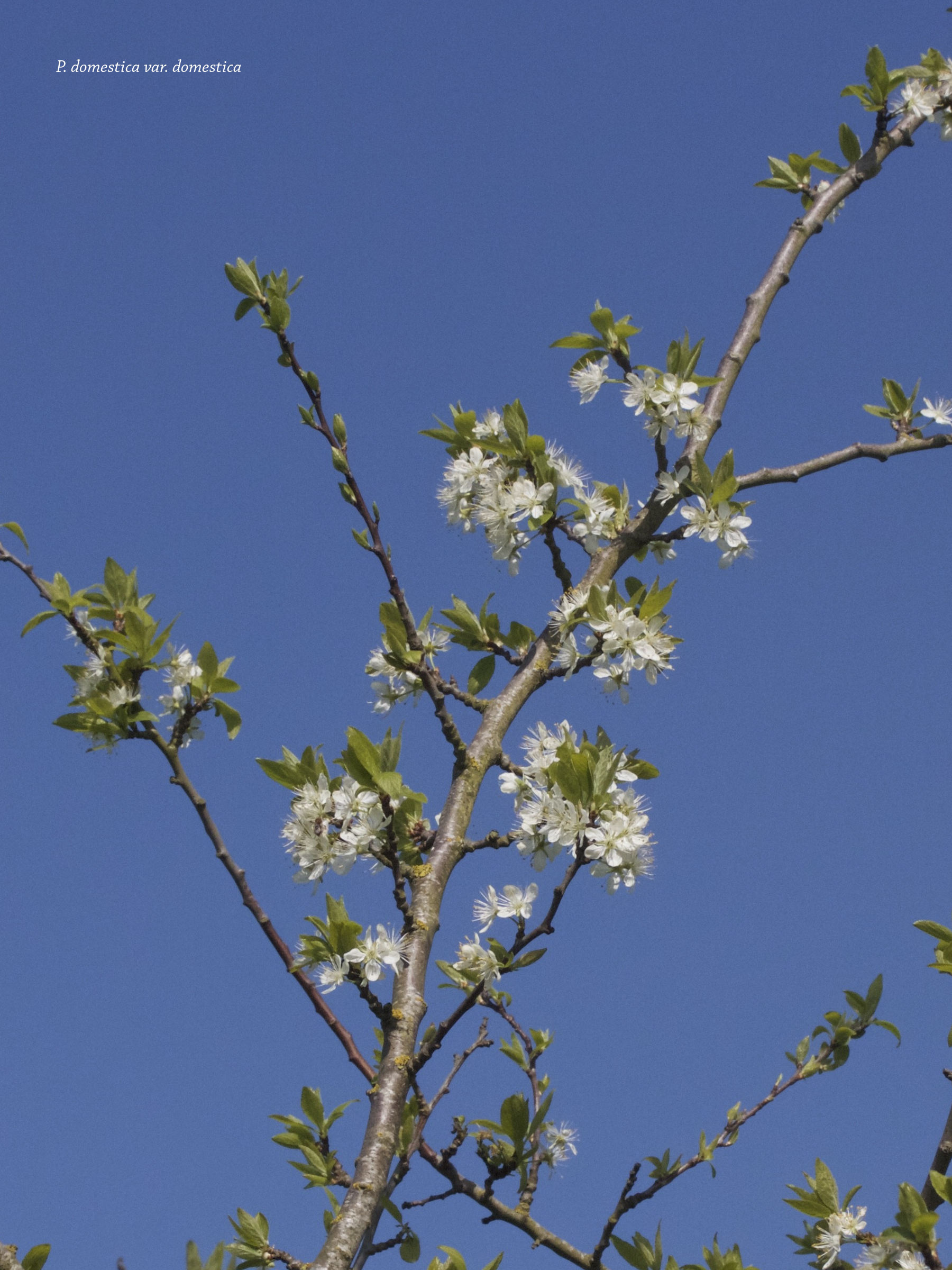 prunus_domestica_domestica1md