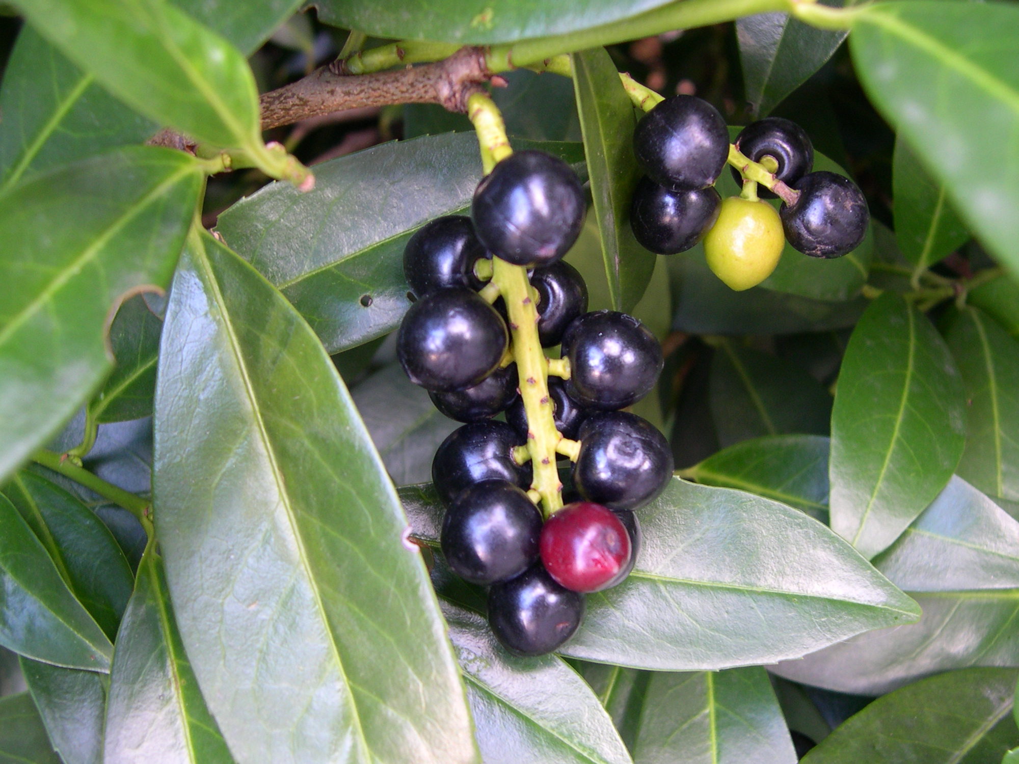 prunus_laurocerasus6md