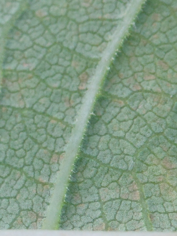 Afficher le média reynoutria_sachalinensis5md reynoutria_sachalinensis5md