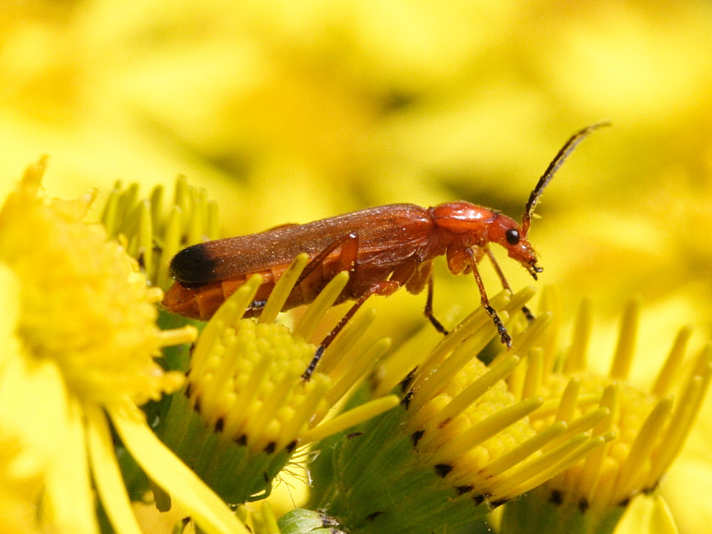 rhagonycha_fulva3md