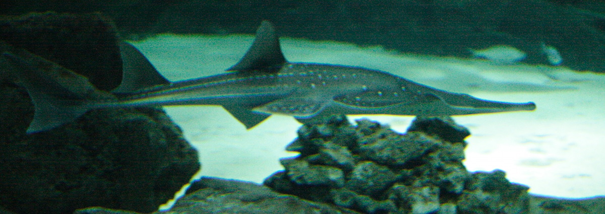 Afficher le média rhynchobatus_djiddensis2md rhynchobatus_djiddensis2md