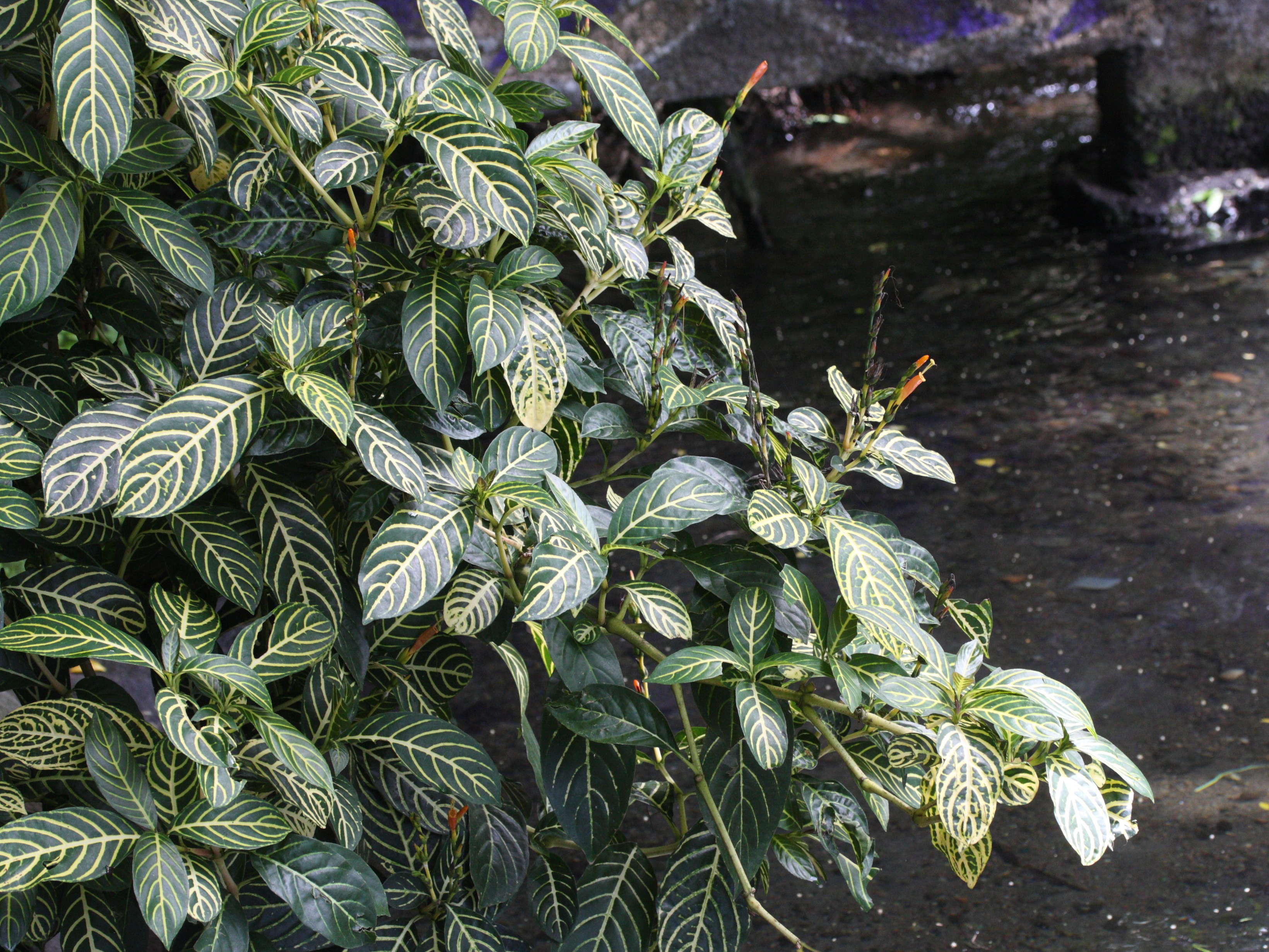 sanchezia_speciosa1md