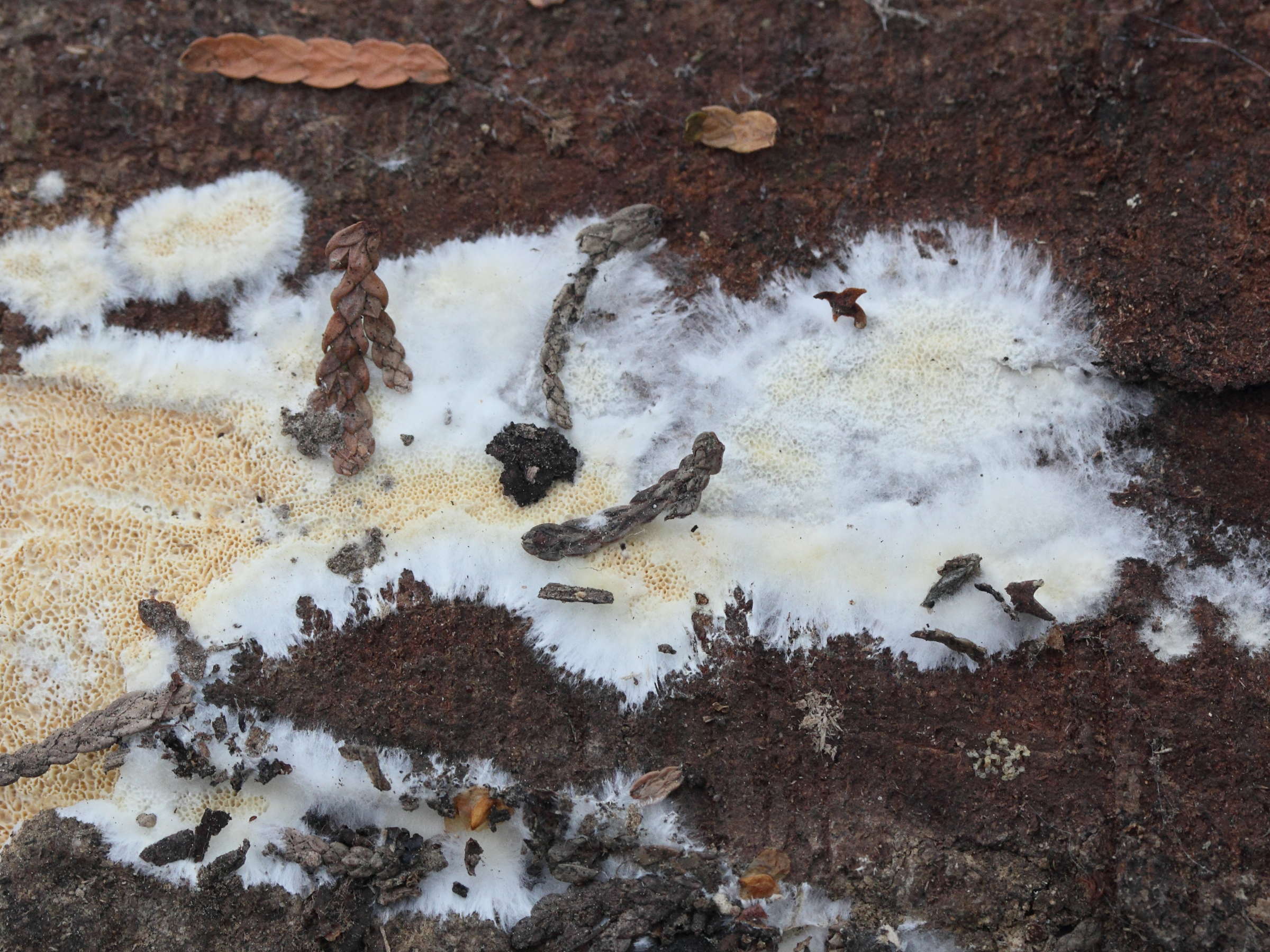 schizopora_paradoxa4md