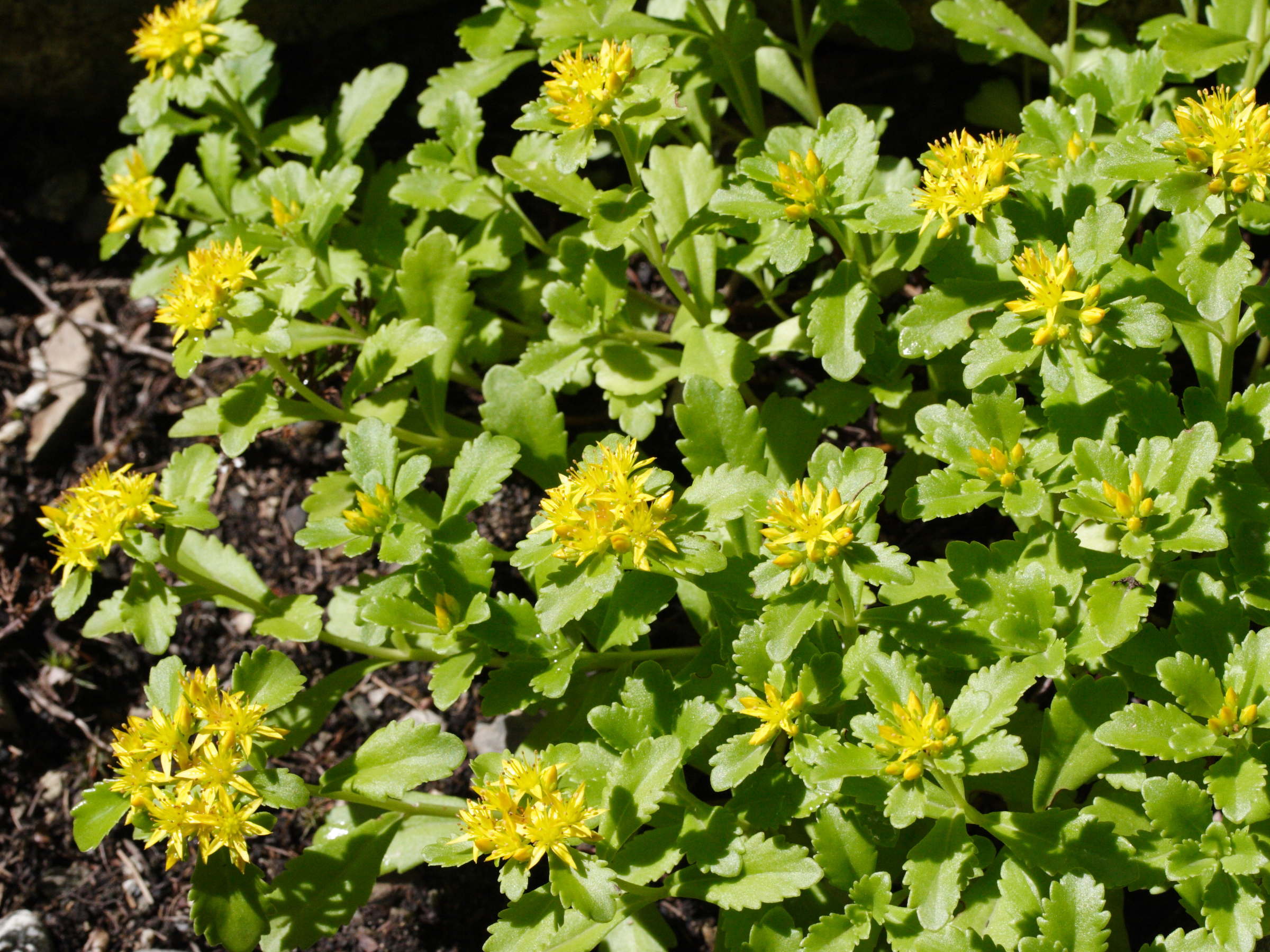 sedum_kamtschaticum1md