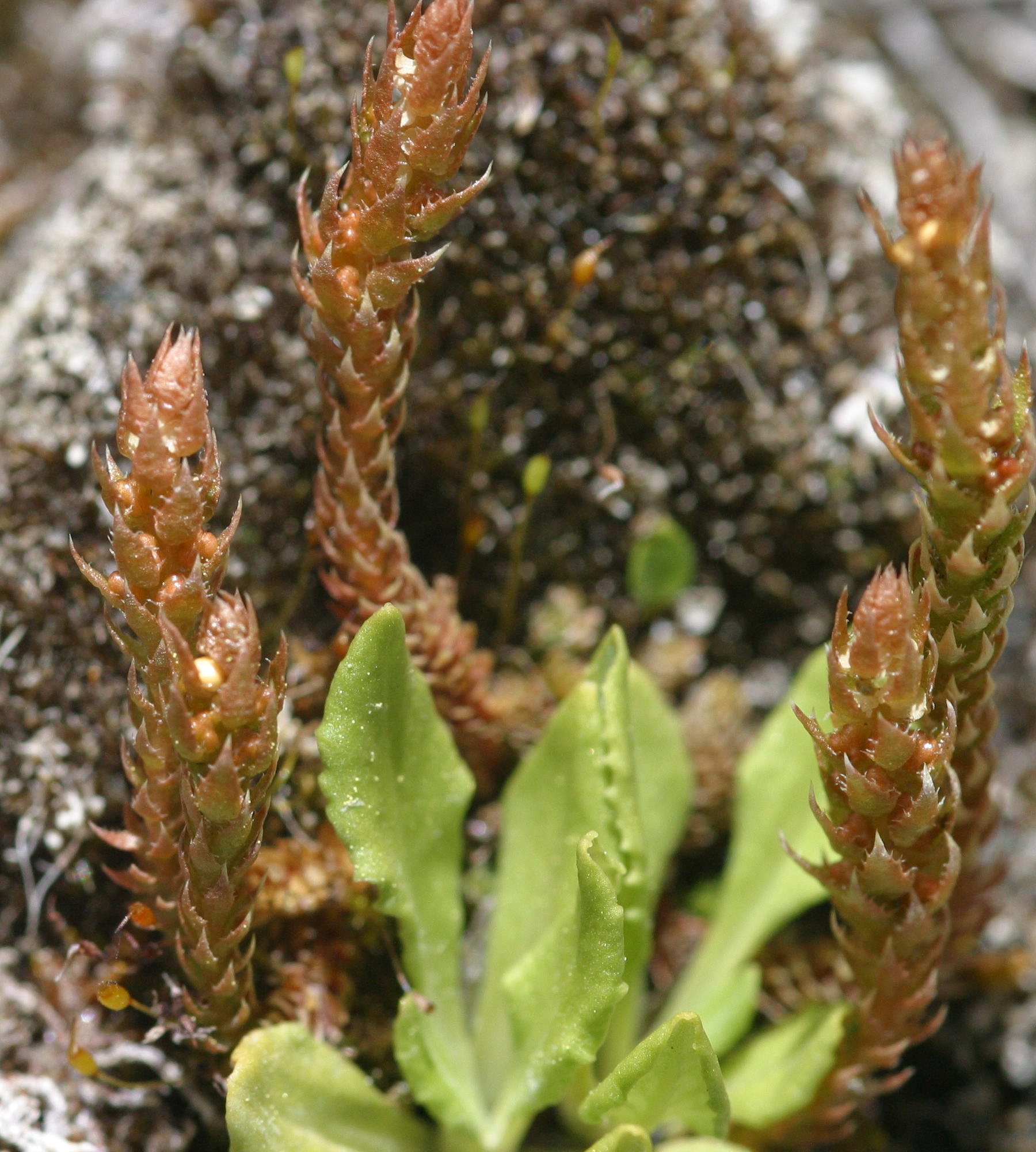 Selaginella_selaginoides