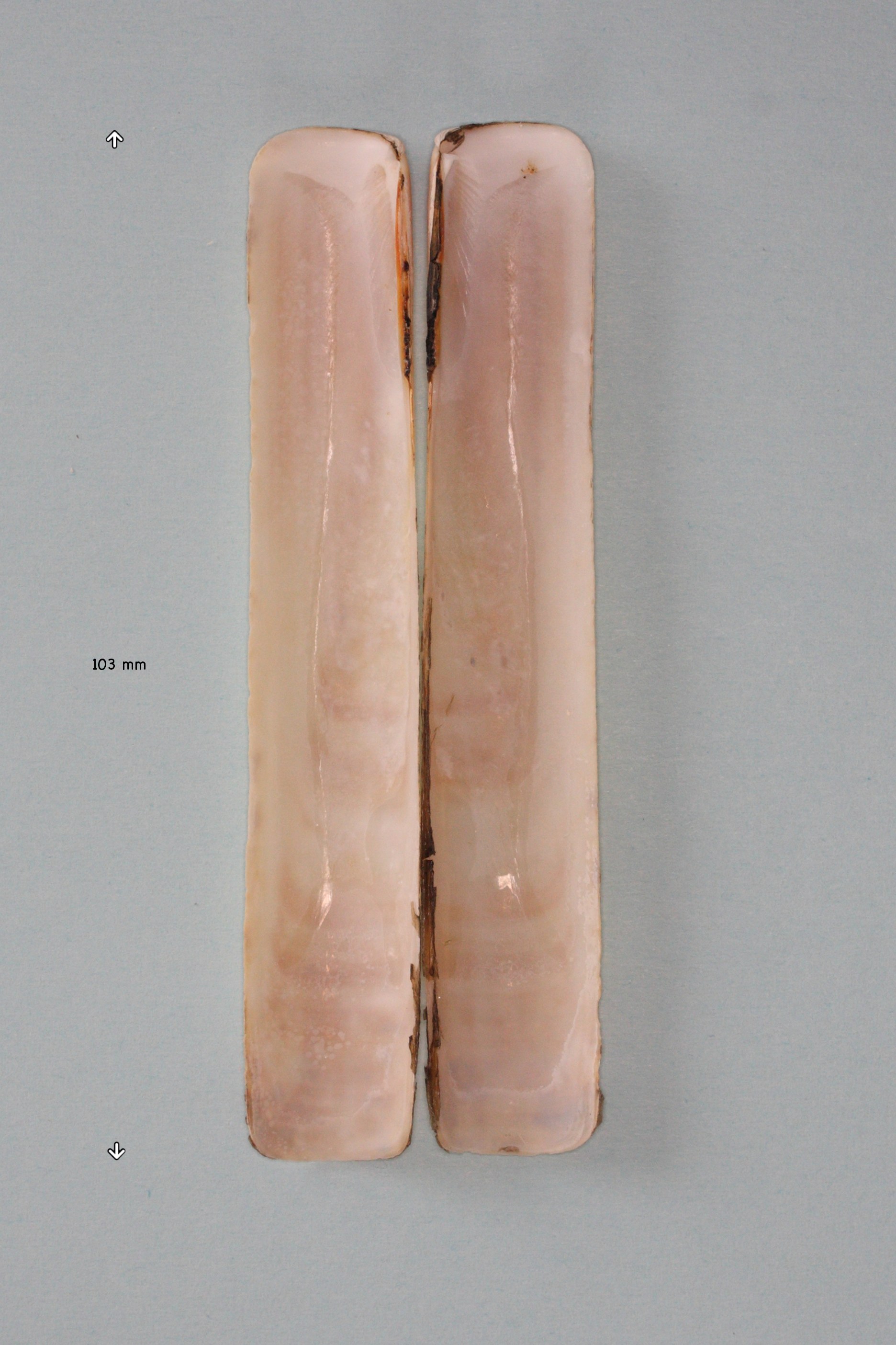 solen_marginatus1bmd