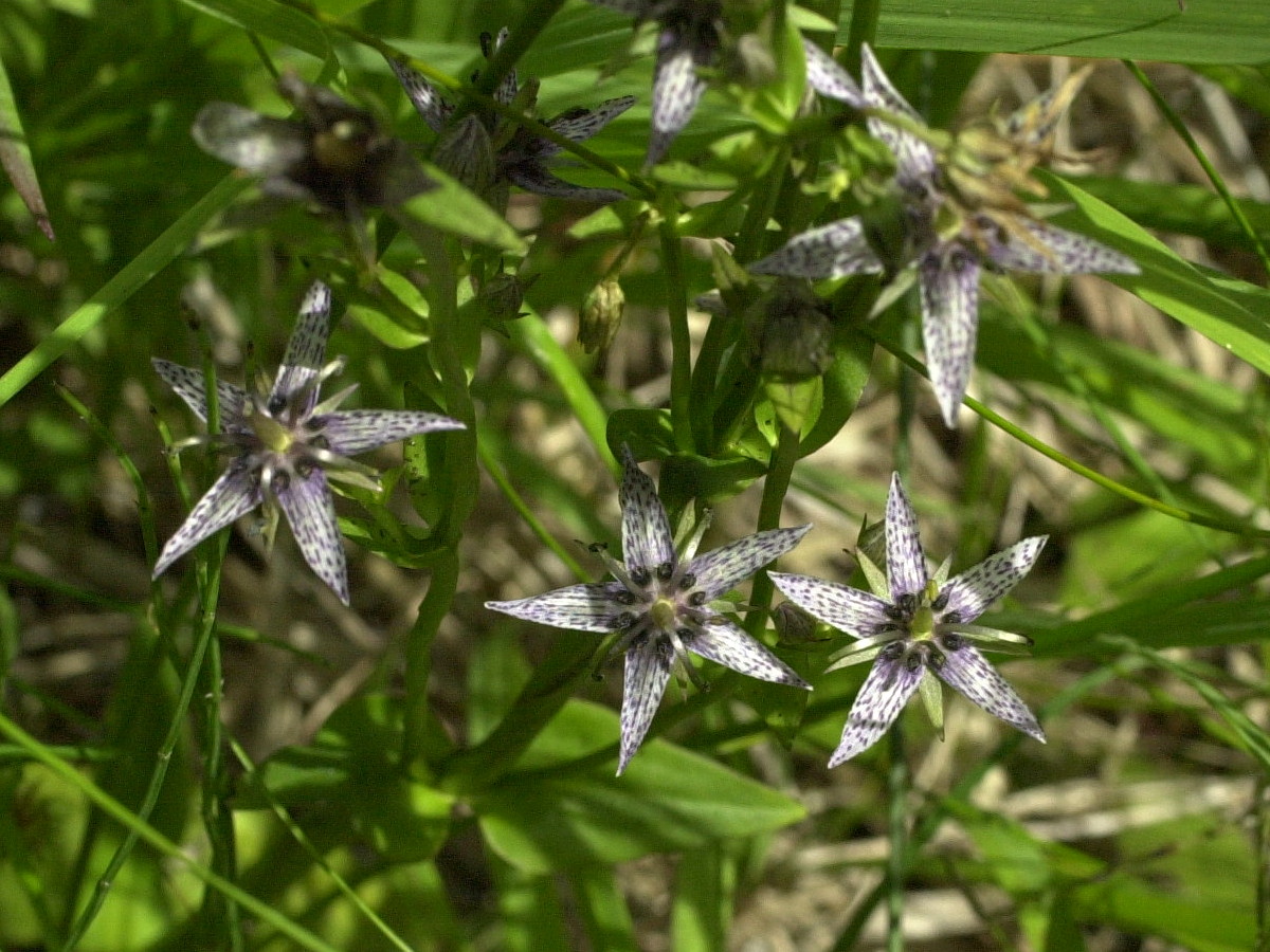 Afficher le média swertia_perennis1md swertia_perennis1md