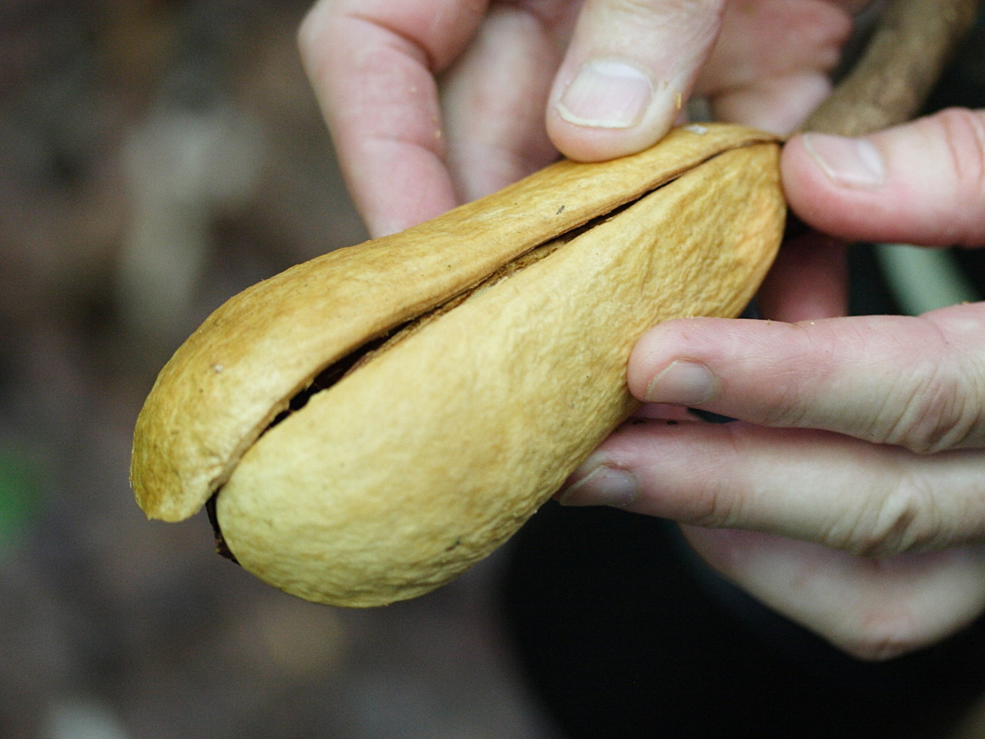 Afficher le média swietenia_macrophylla4md swietenia_macrophylla4md