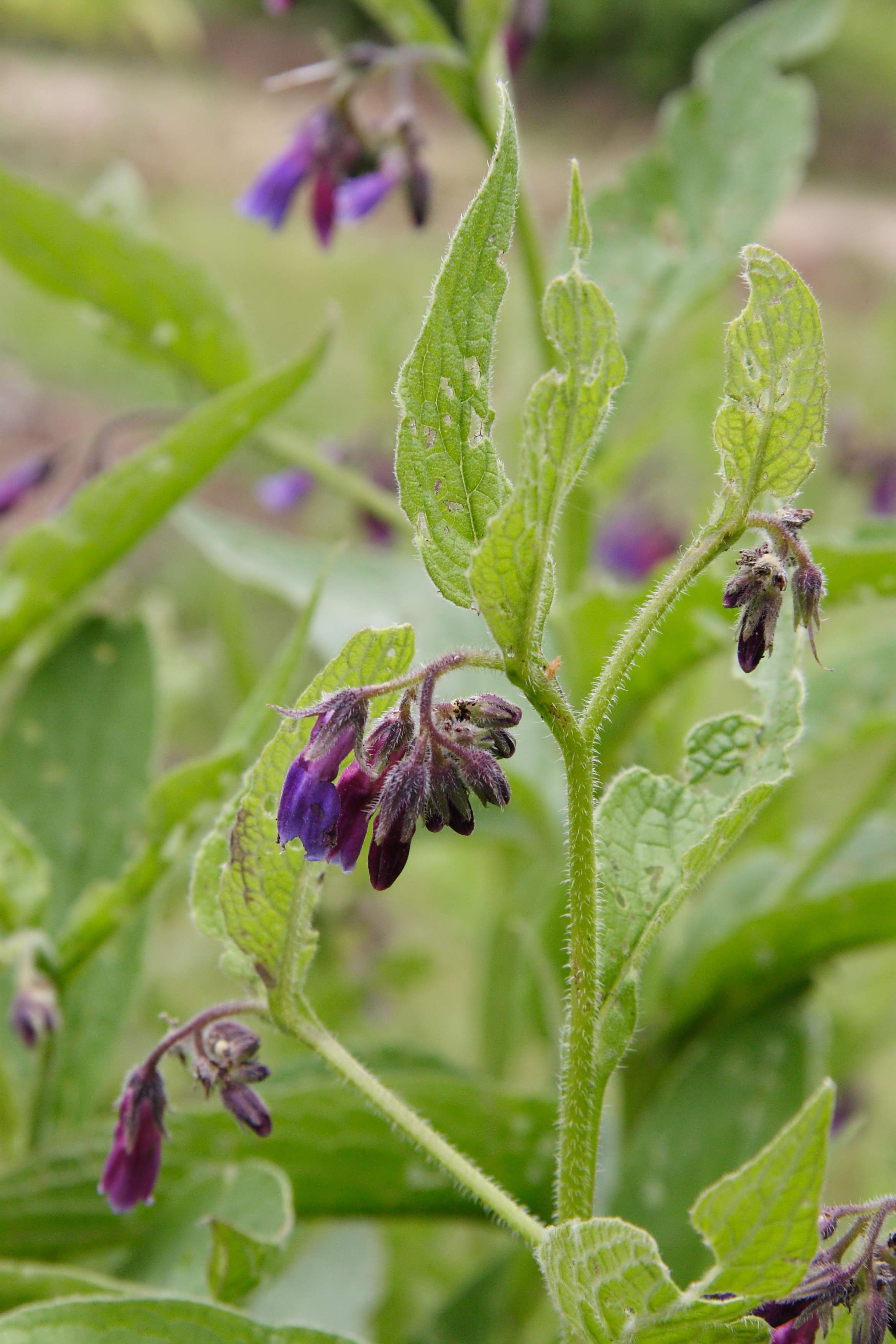 symphytum_asperum2md