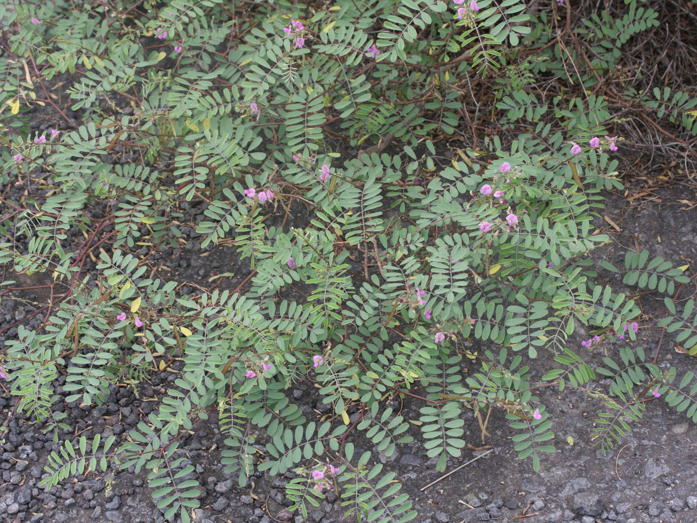 tephrosia_purpurea1bmd