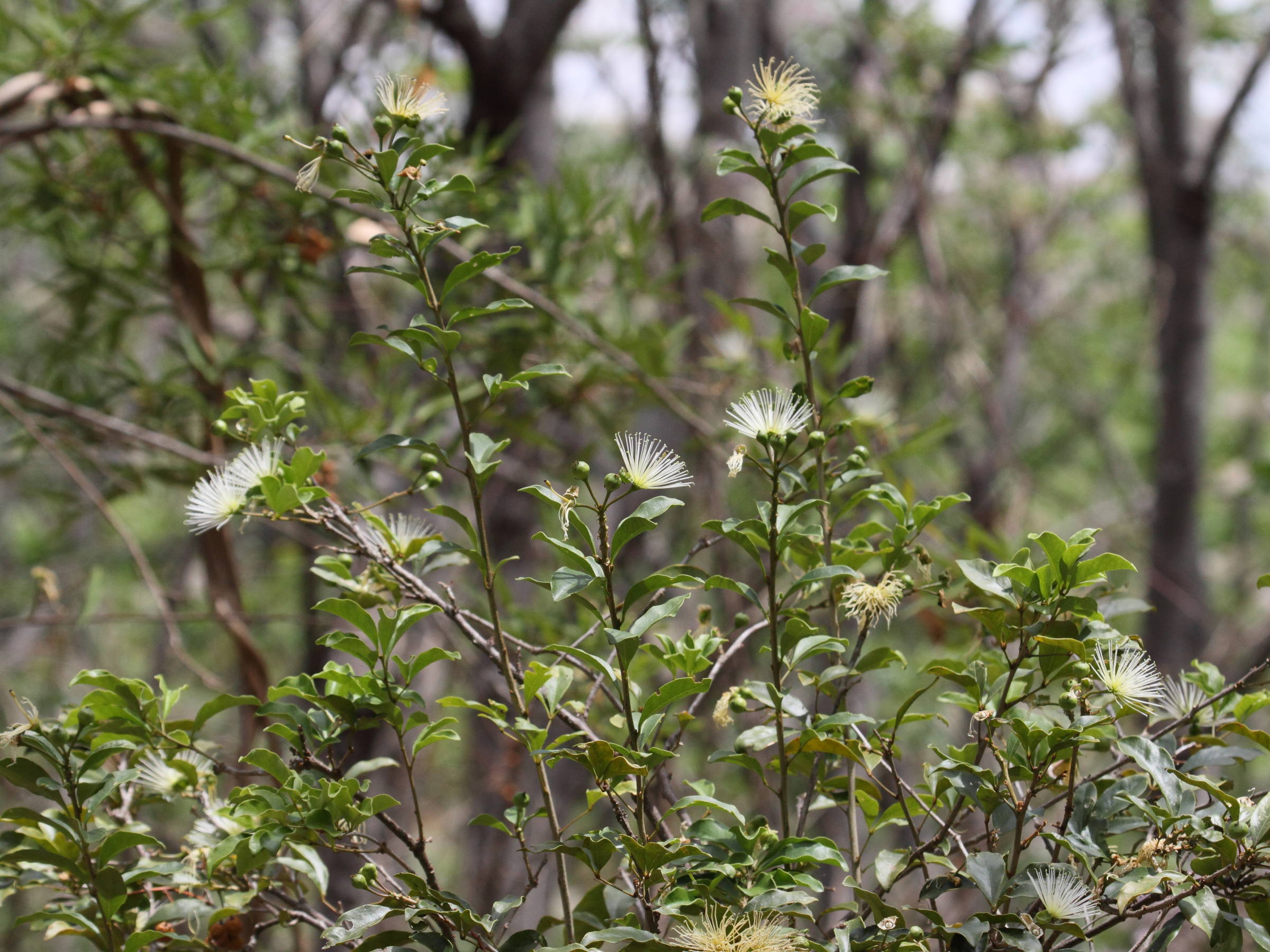 thilachium_panduriforme1bd