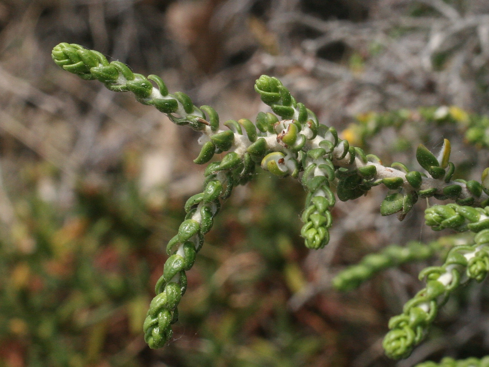 Afficher le média Thymelaea_hirsuta Thymelaea_hirsuta