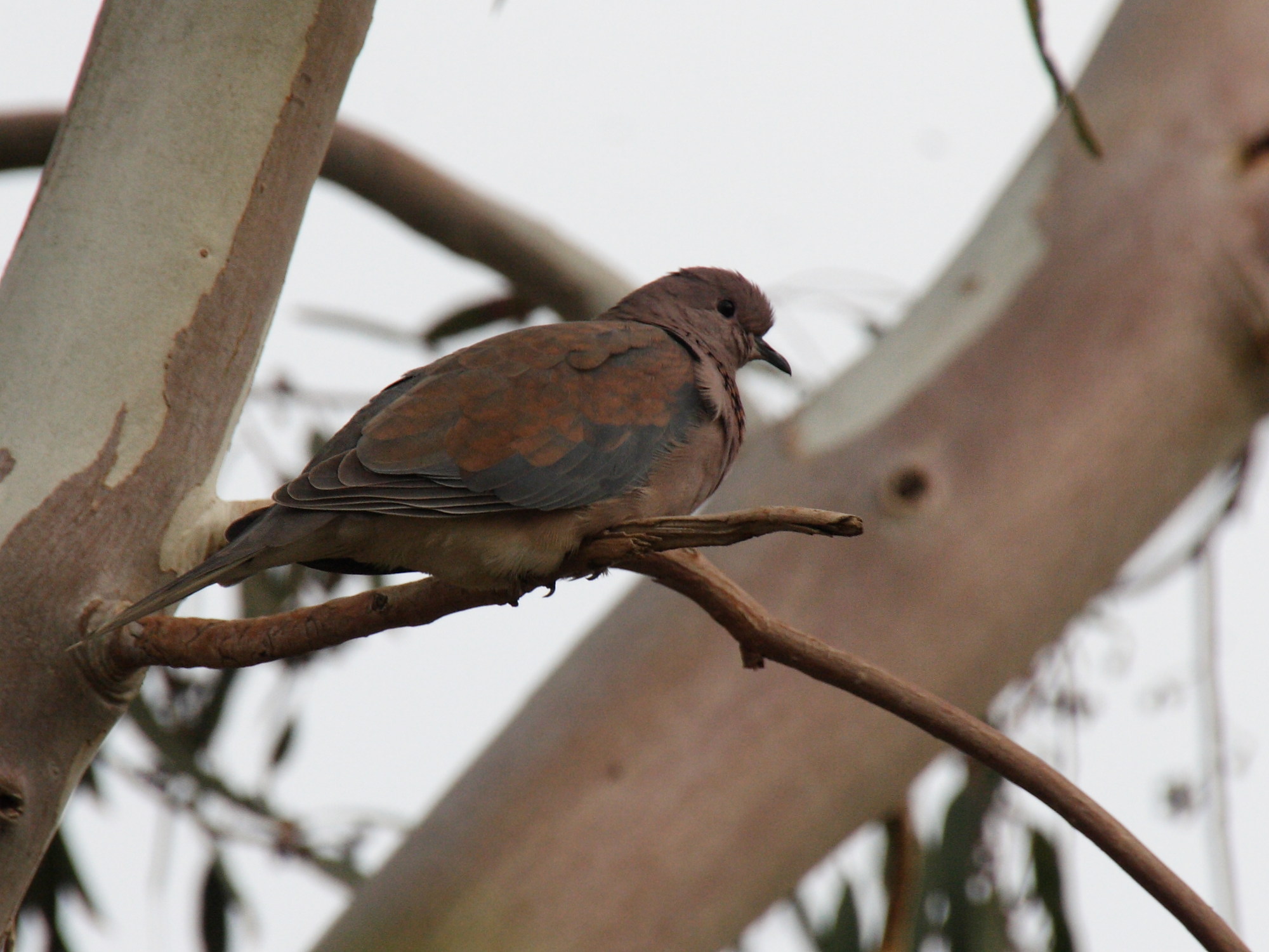 Afficher le média tourterelle_maillee_-_streptopelia_senegalensis3bd tourterelle_maillee_-_streptopelia_senegalensis3bd
