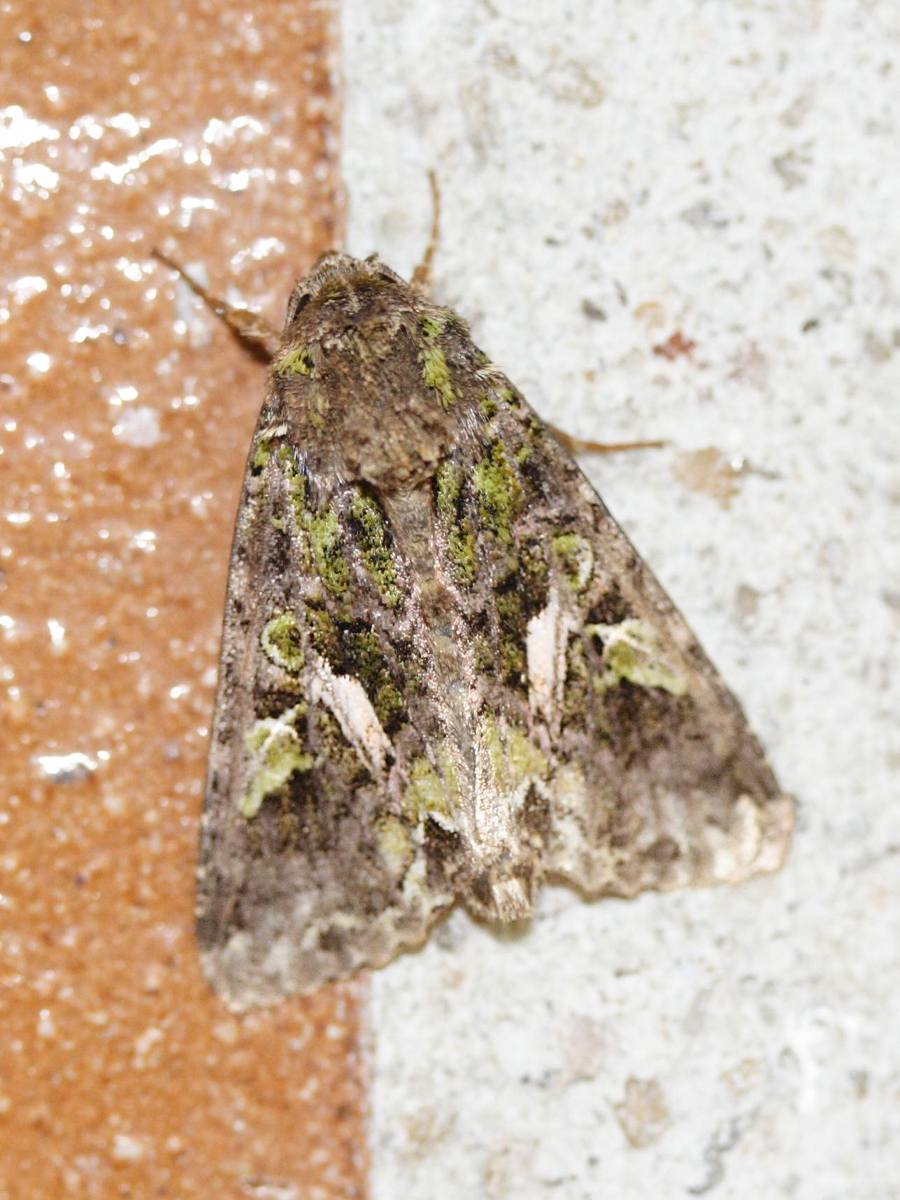 trachea_atriplicis1md