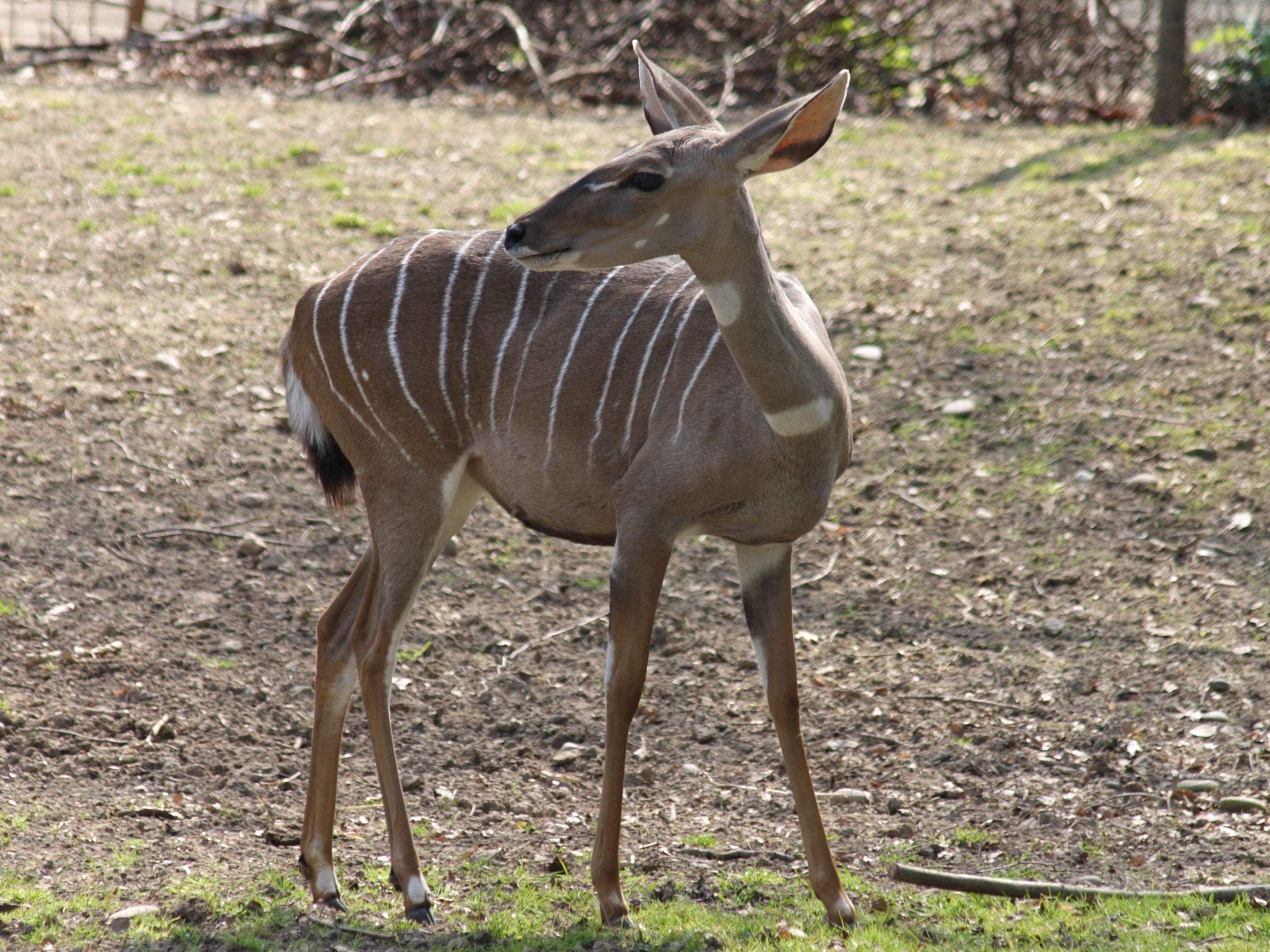 tragelaphus_imberbis1sd