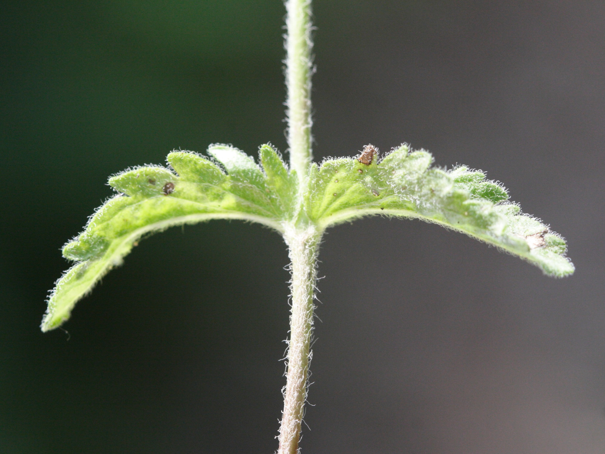 Afficher le média veronica_austriaca_dubia2md veronica_austriaca_dubia2md