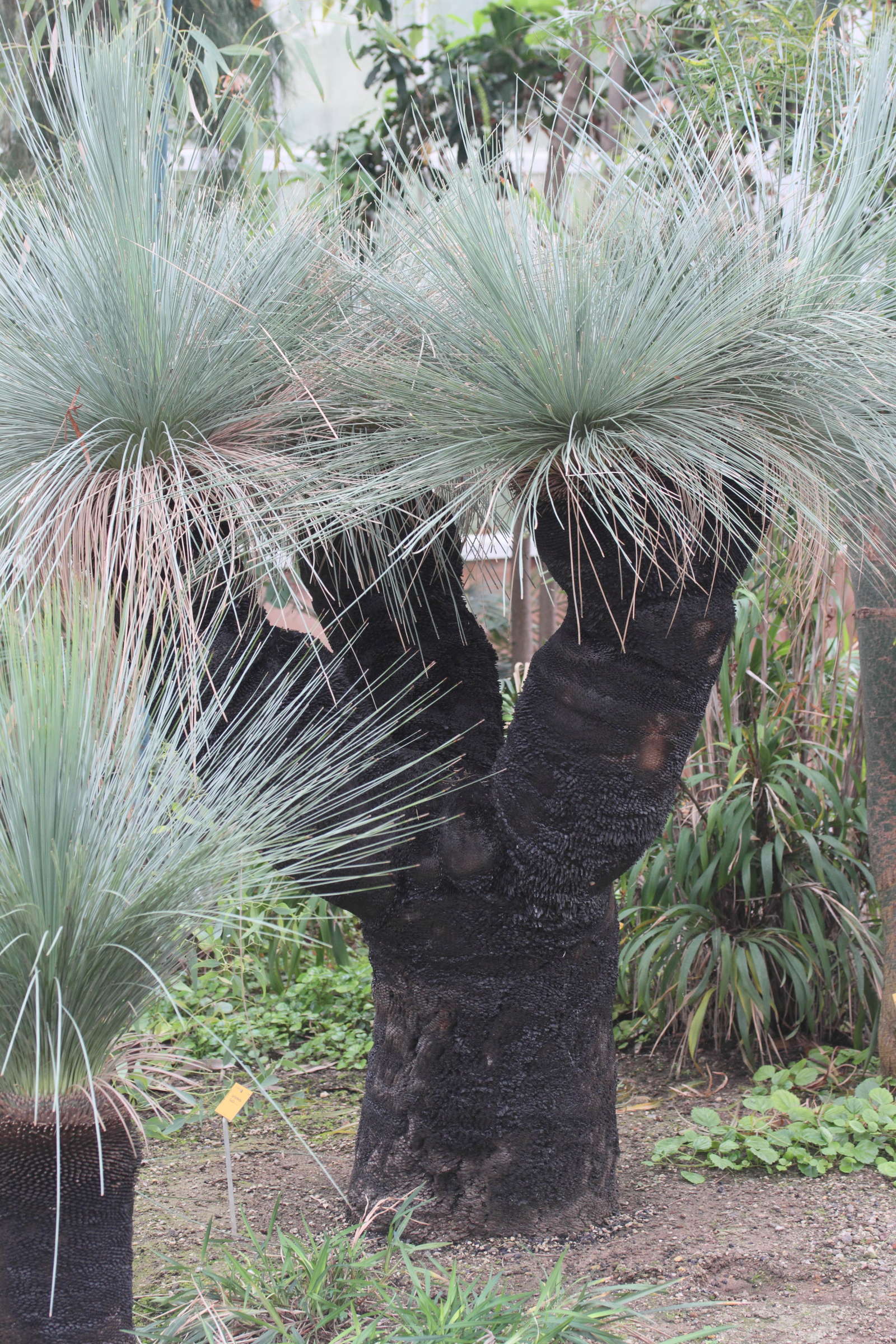 xanthorrhoea_glauca1md